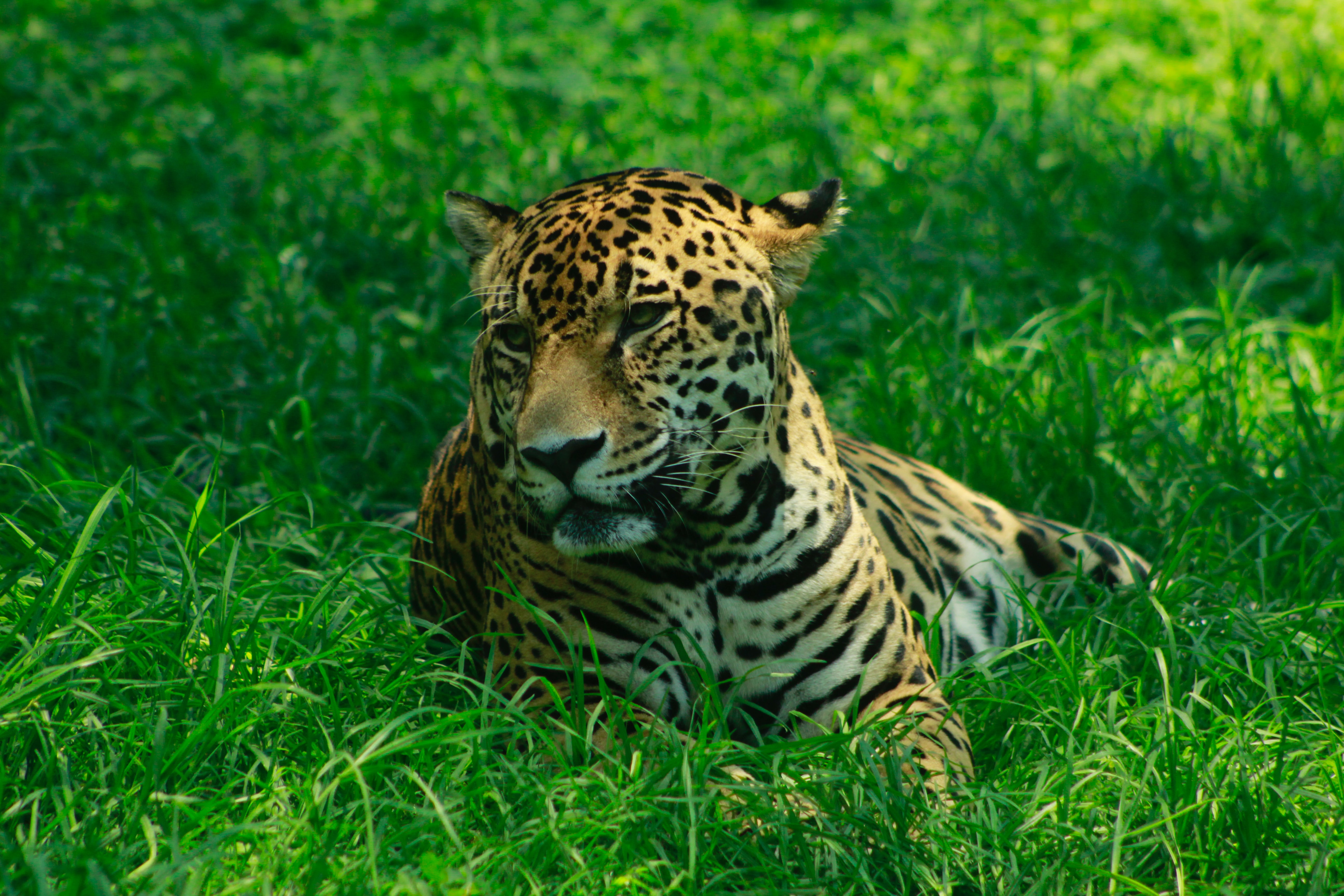 Descarga gratuita de fondo de pantalla para móvil de Gato Grande, Salvaje, Hierba, Leopardo, Depredador, Animales.