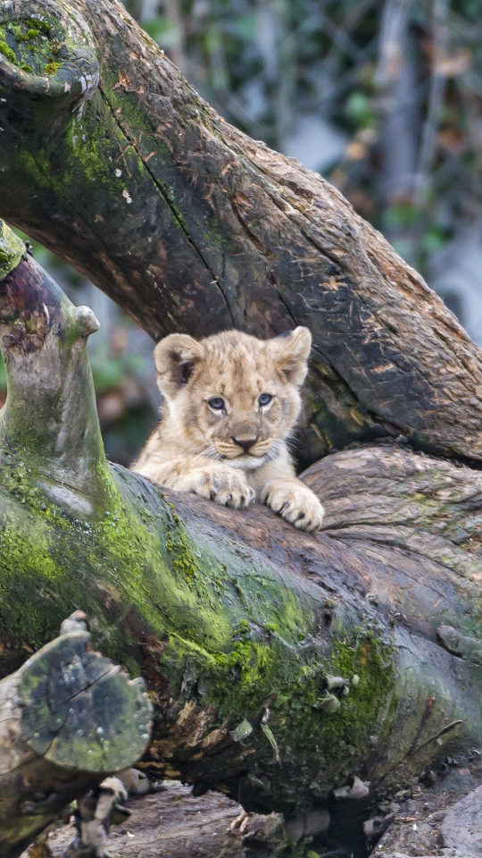 Download mobile wallpaper Cats, Tree, Lion, Animal, Baby Animal, Cub for free.