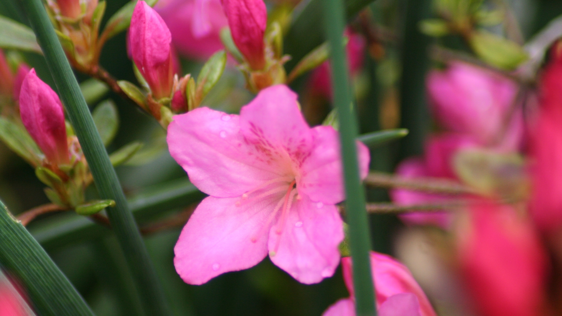 Laden Sie das Blumen, Erde/natur, Azaleen-Bild kostenlos auf Ihren PC-Desktop herunter