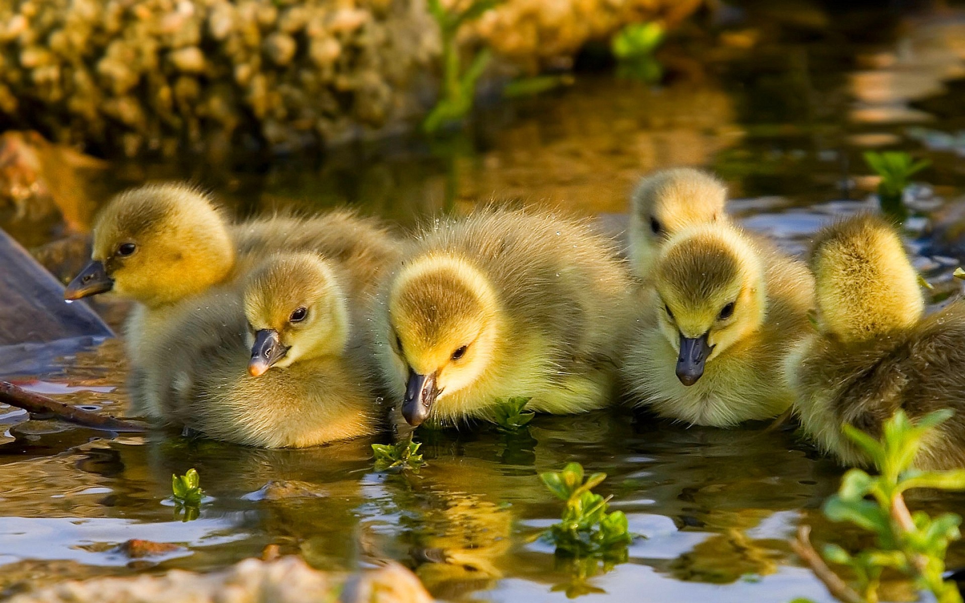 Download mobile wallpaper Animal, Duck for free.
