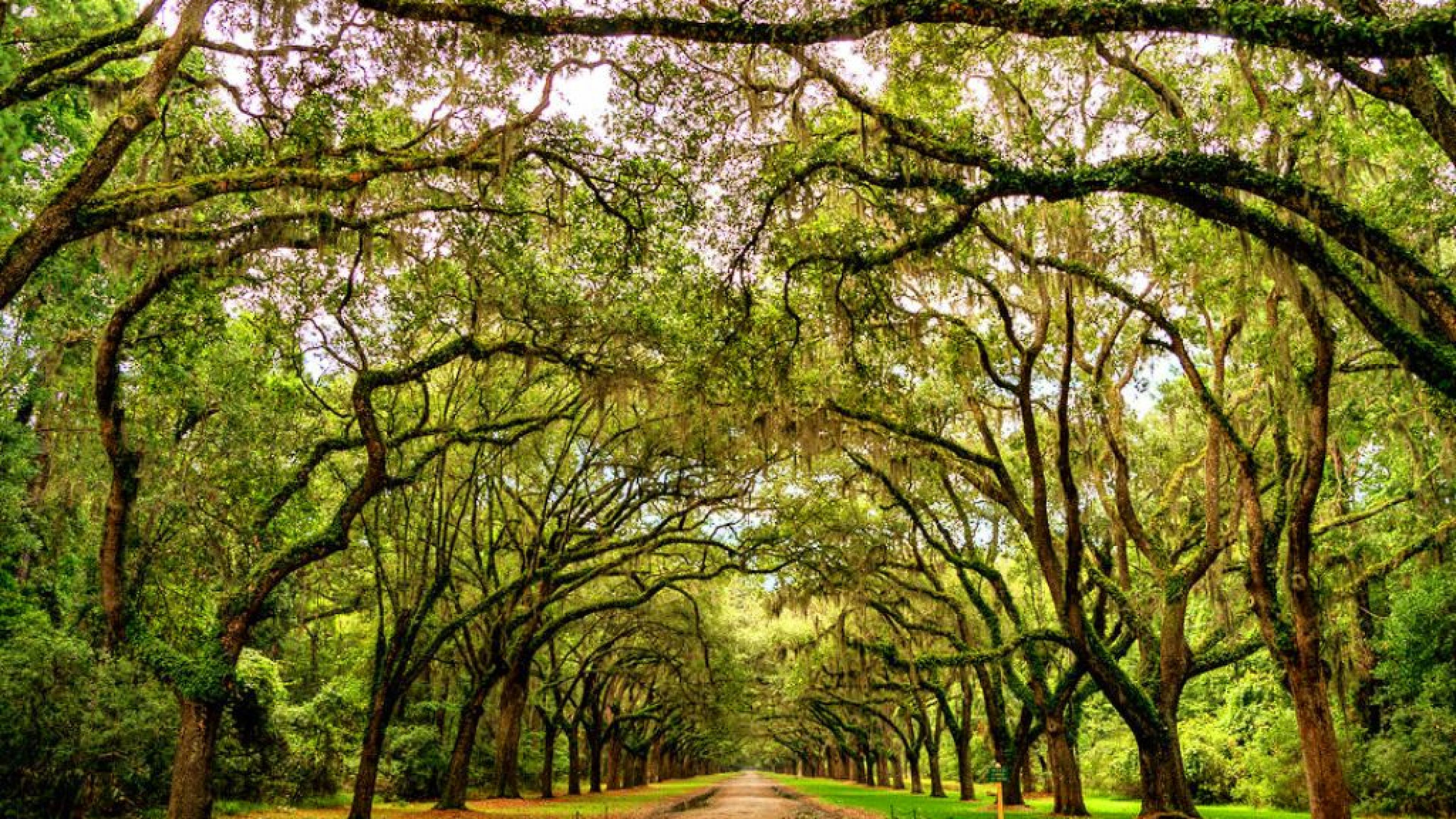 Descarga gratis la imagen Árbol, Tierra/naturaleza en el escritorio de tu PC