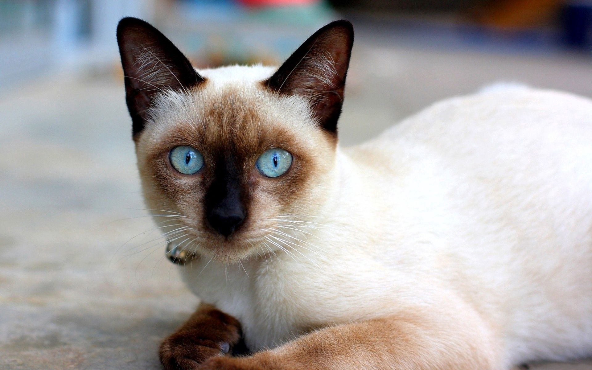 83455画像をダウンロード動物, ネコ, 猫, 嘘, 横になります, 青い目をした, 青い目, シャム-壁紙とスクリーンセーバーを無料で