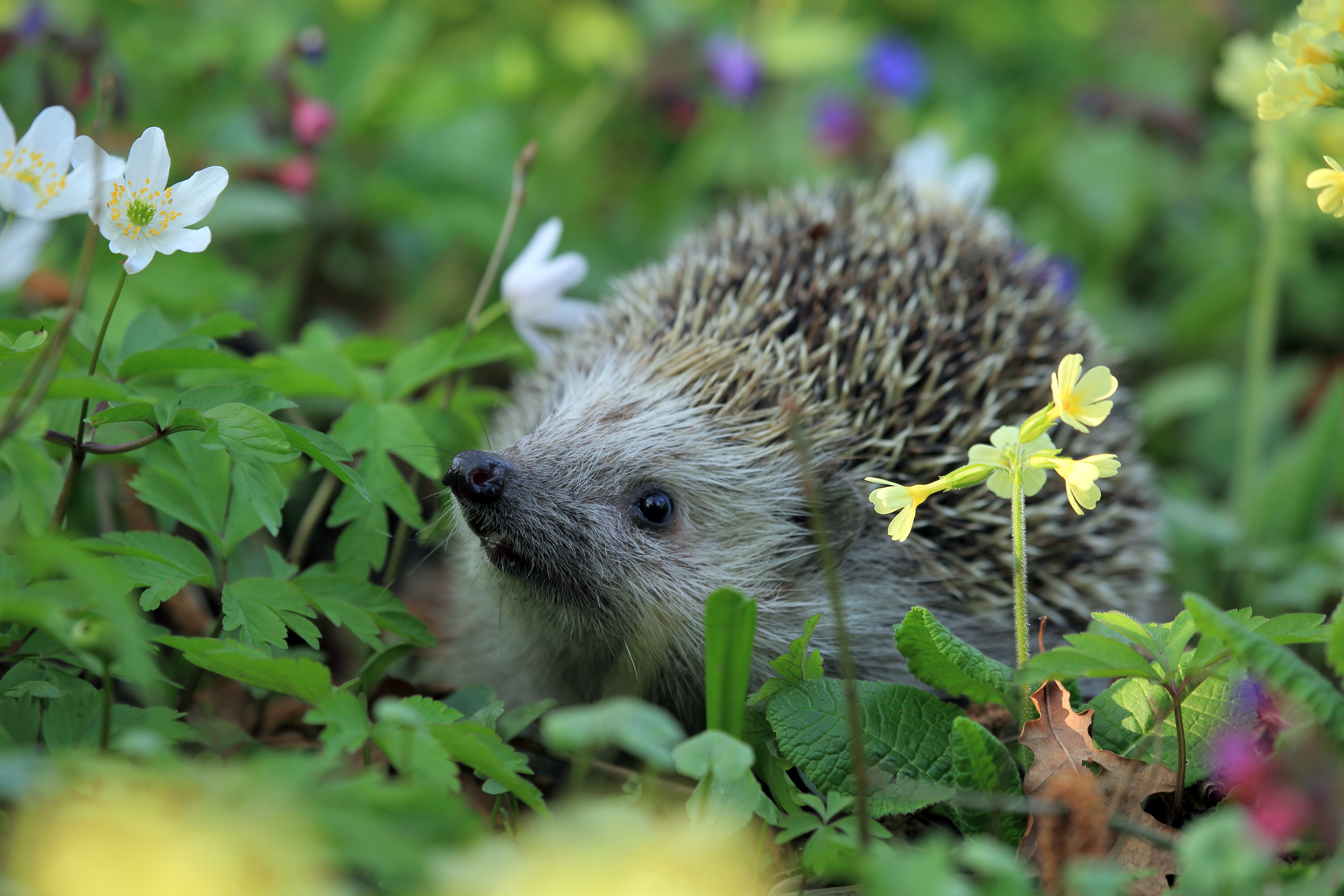 animals, flowers, grass, thorns, prickles, hedgehog