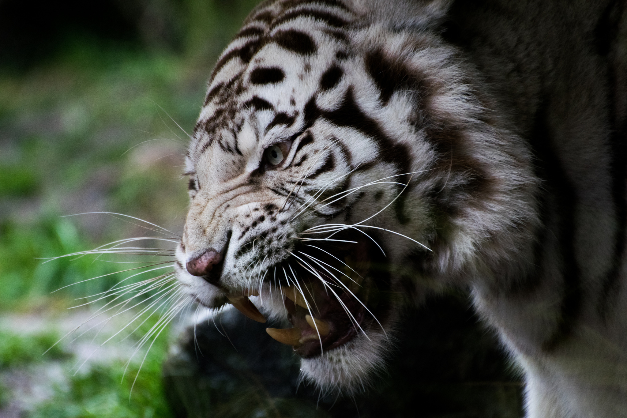 Laden Sie das Tiere, Katzen, Schnauze, Tiger, Weißer Tiger, Reißzähne-Bild kostenlos auf Ihren PC-Desktop herunter