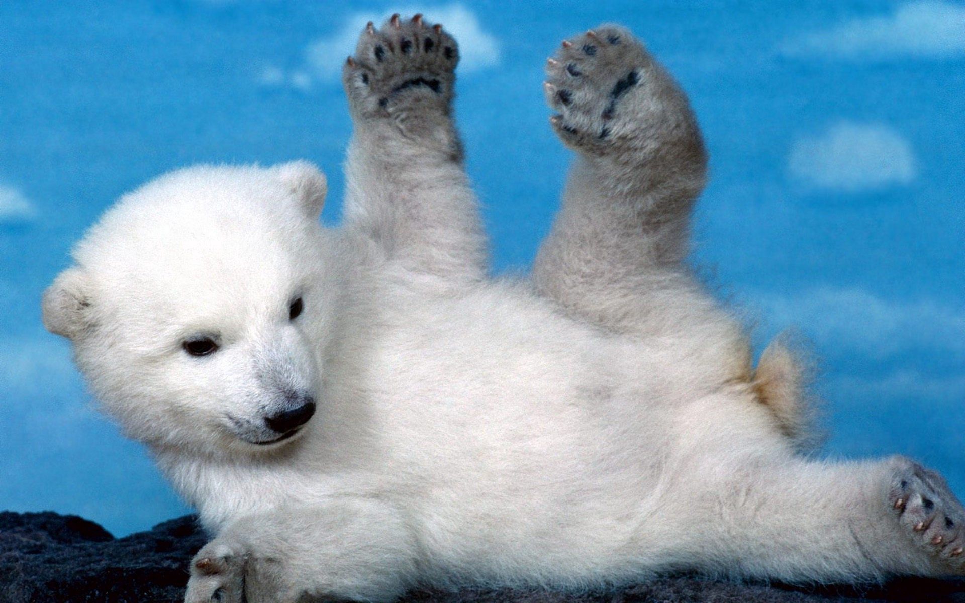 animals, teddy bear, young, to lie down, lie, playful, joey, paws, polar bear, bear cub