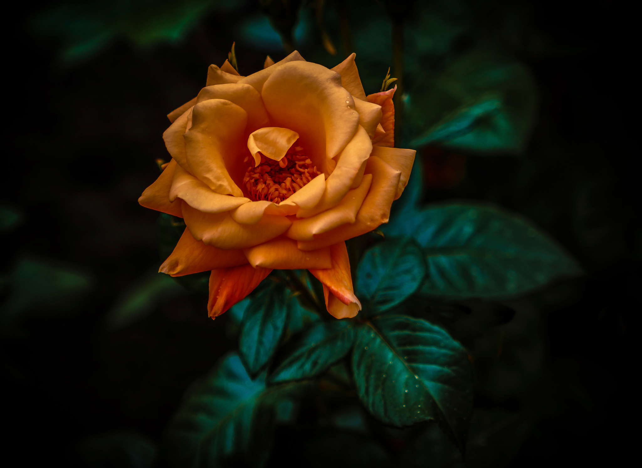 Free download wallpaper Flowers, Flower, Rose, Close Up, Leaf, Earth, Orange Flower on your PC desktop