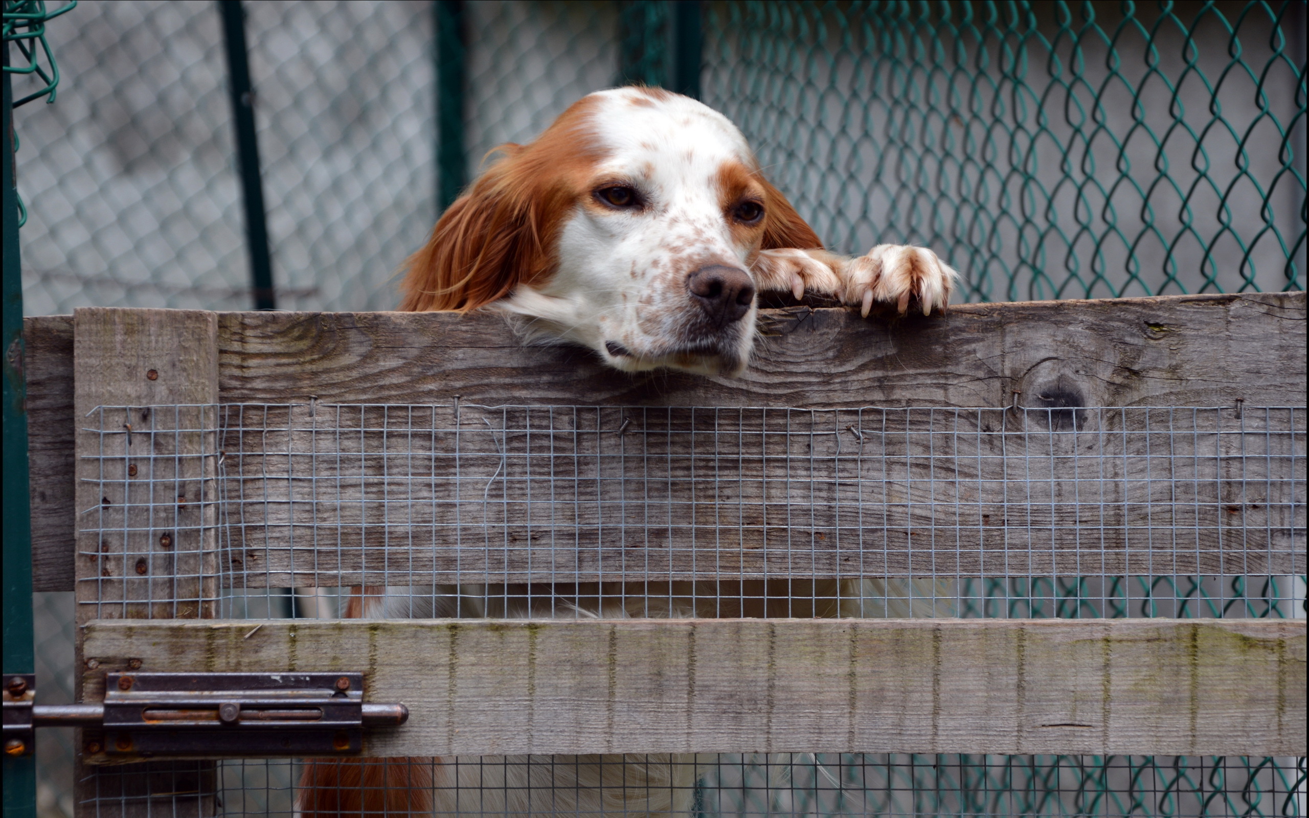 Baixe gratuitamente a imagem Animais, Cães, Cão na área de trabalho do seu PC