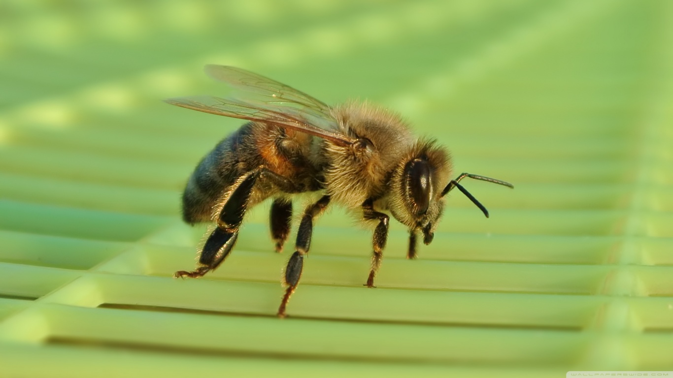 Download mobile wallpaper Bee, Insects, Animal for free.