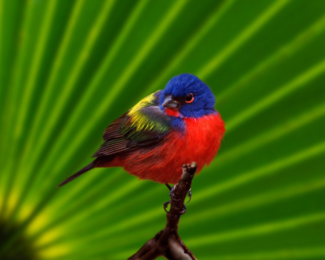 Download mobile wallpaper Bird, Animal for free.