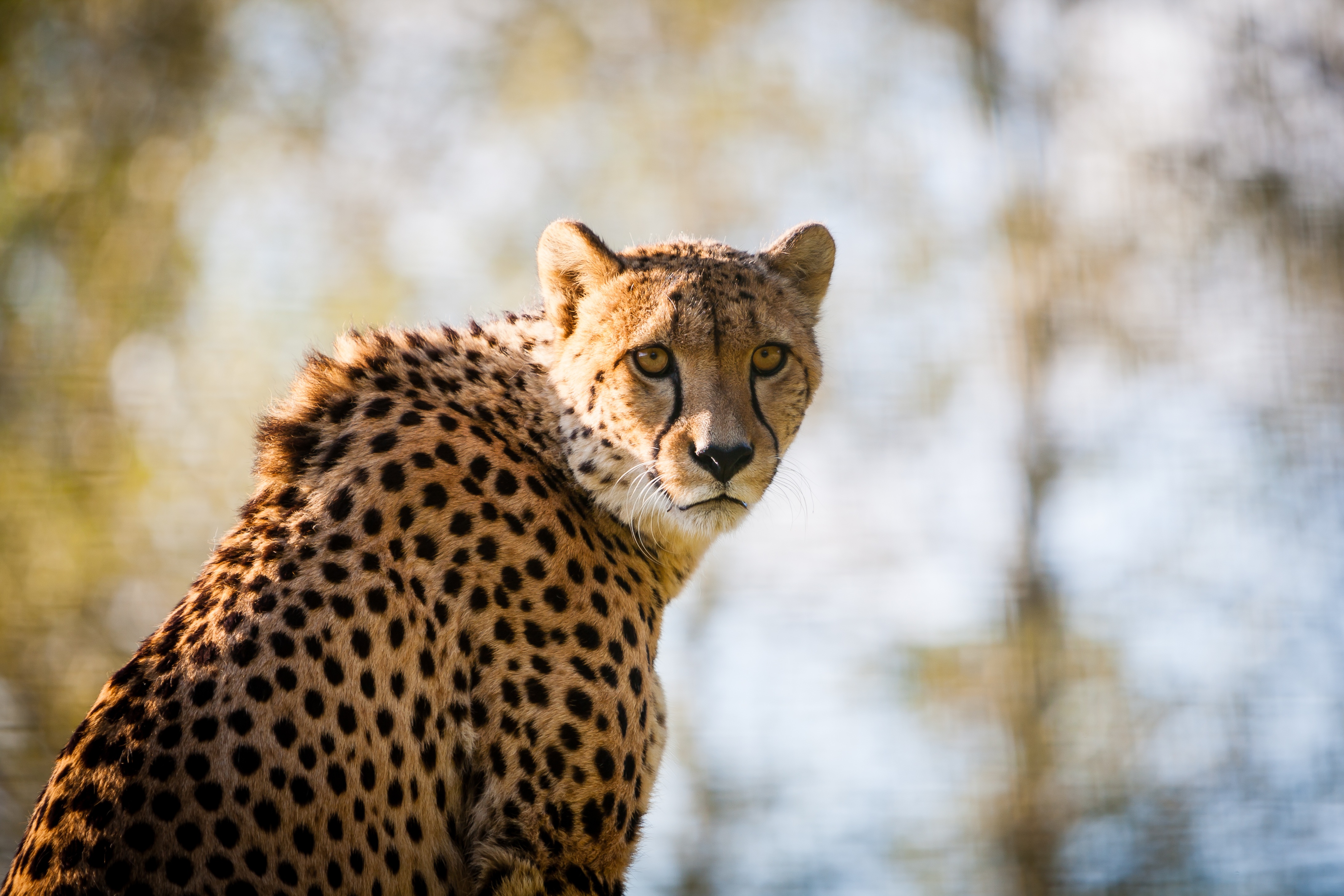 cheetah, big cat, animals, spotted, spotty, predator HD wallpaper