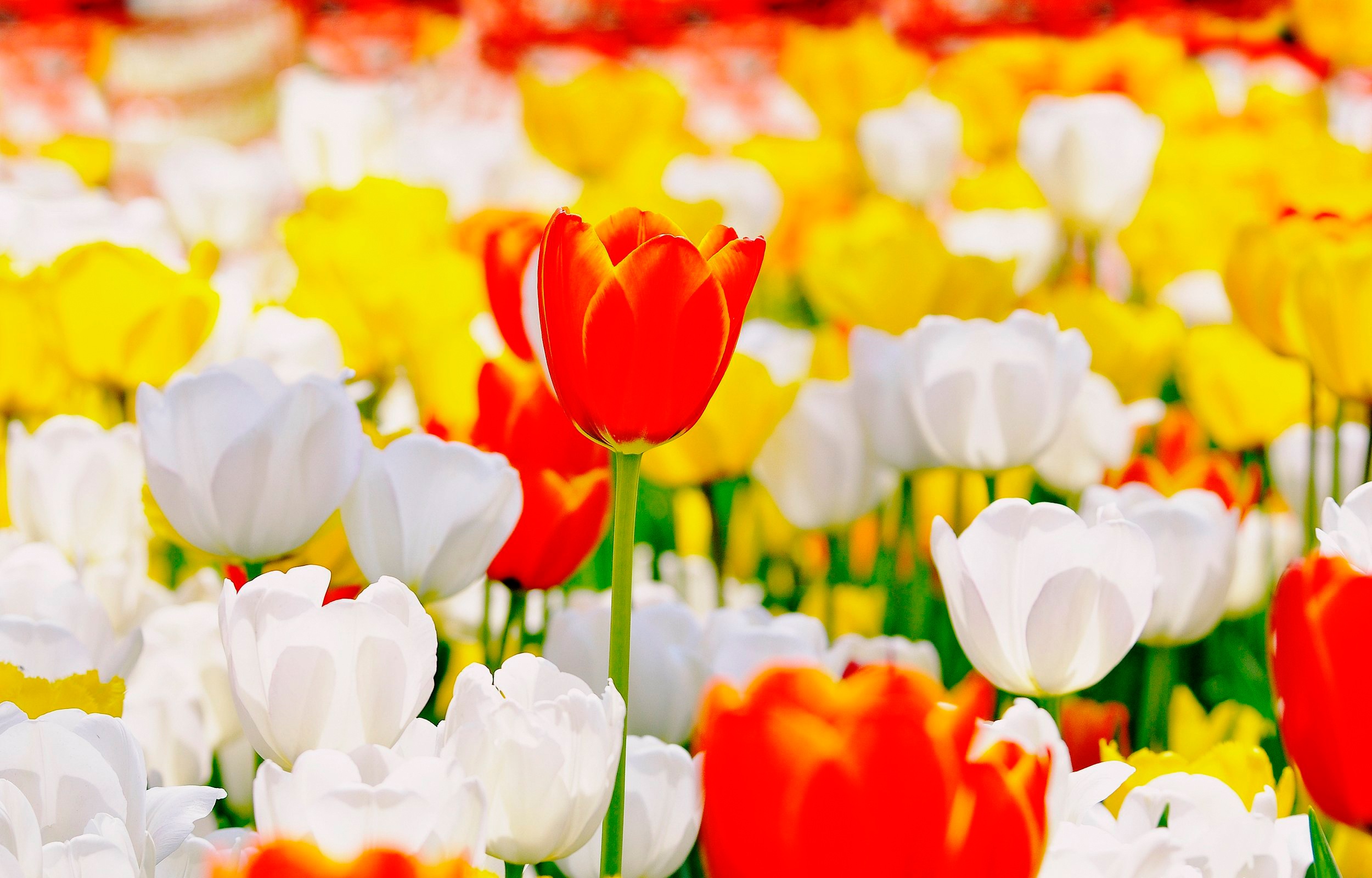 Handy-Wallpaper Natur, Blumen, Sommer, Blume, Tulpe, Gelbe Blume, Weiße Blume, Rote Blume, Erde/natur kostenlos herunterladen.