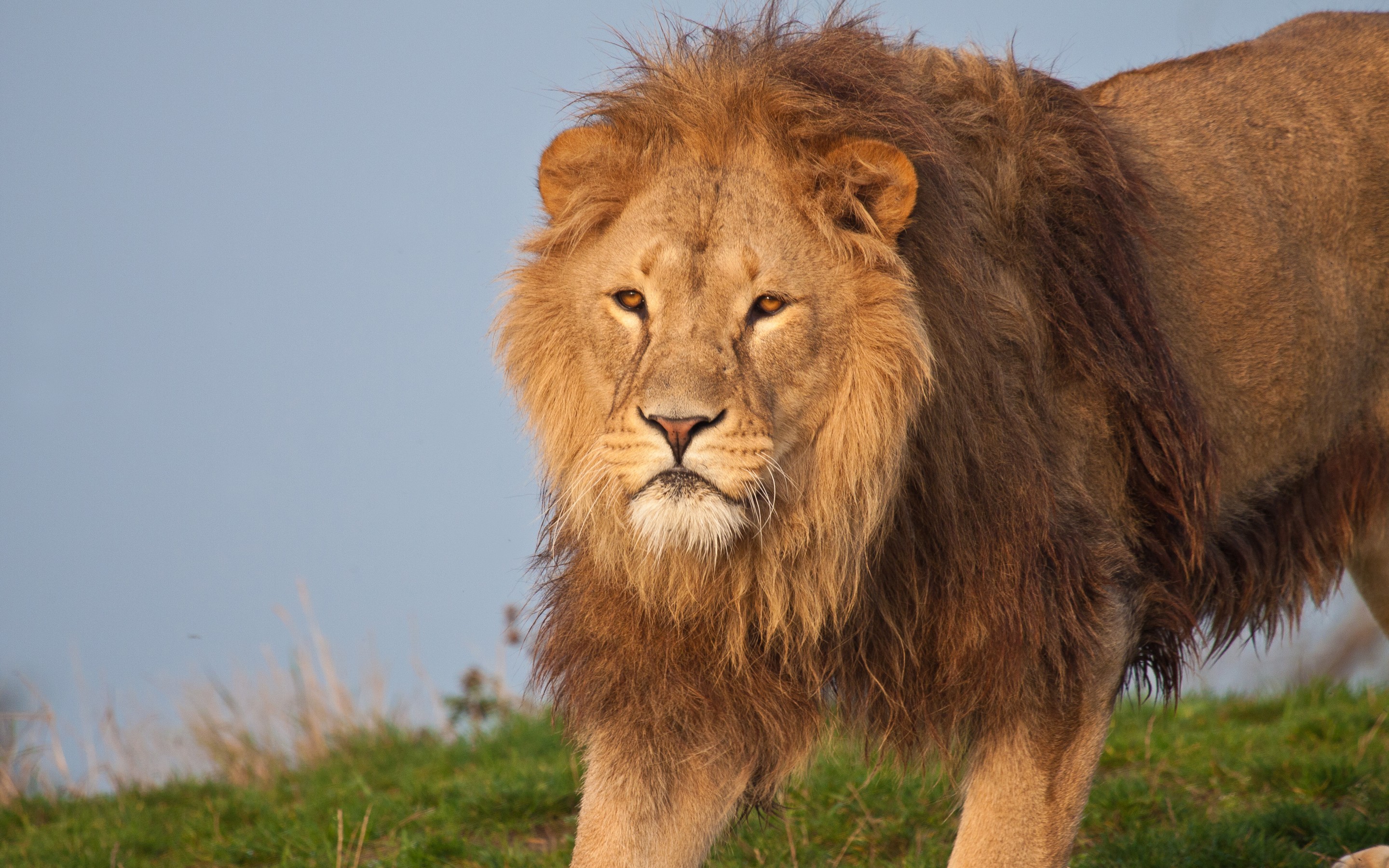 Téléchargez gratuitement l'image Lion, Chats, Animaux sur le bureau de votre PC