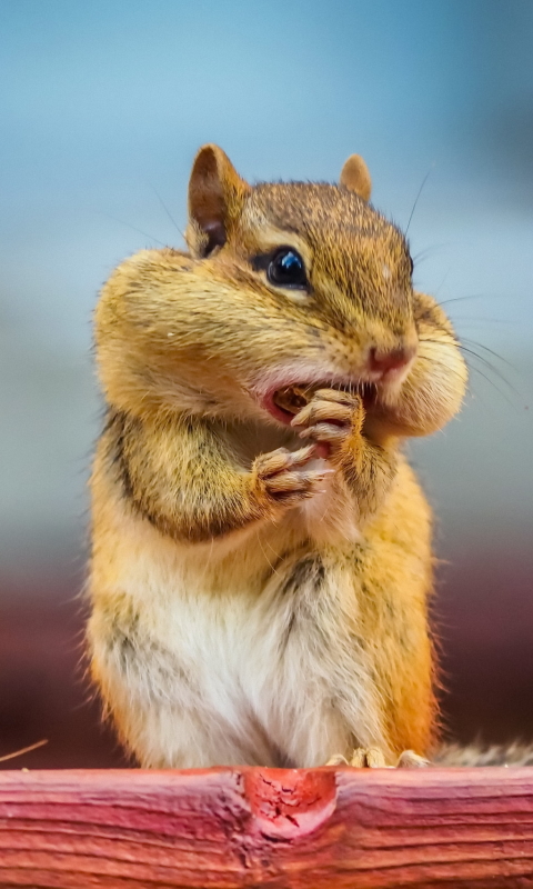 無料モバイル壁紙動物, シマリス, 齧歯類をダウンロードします。