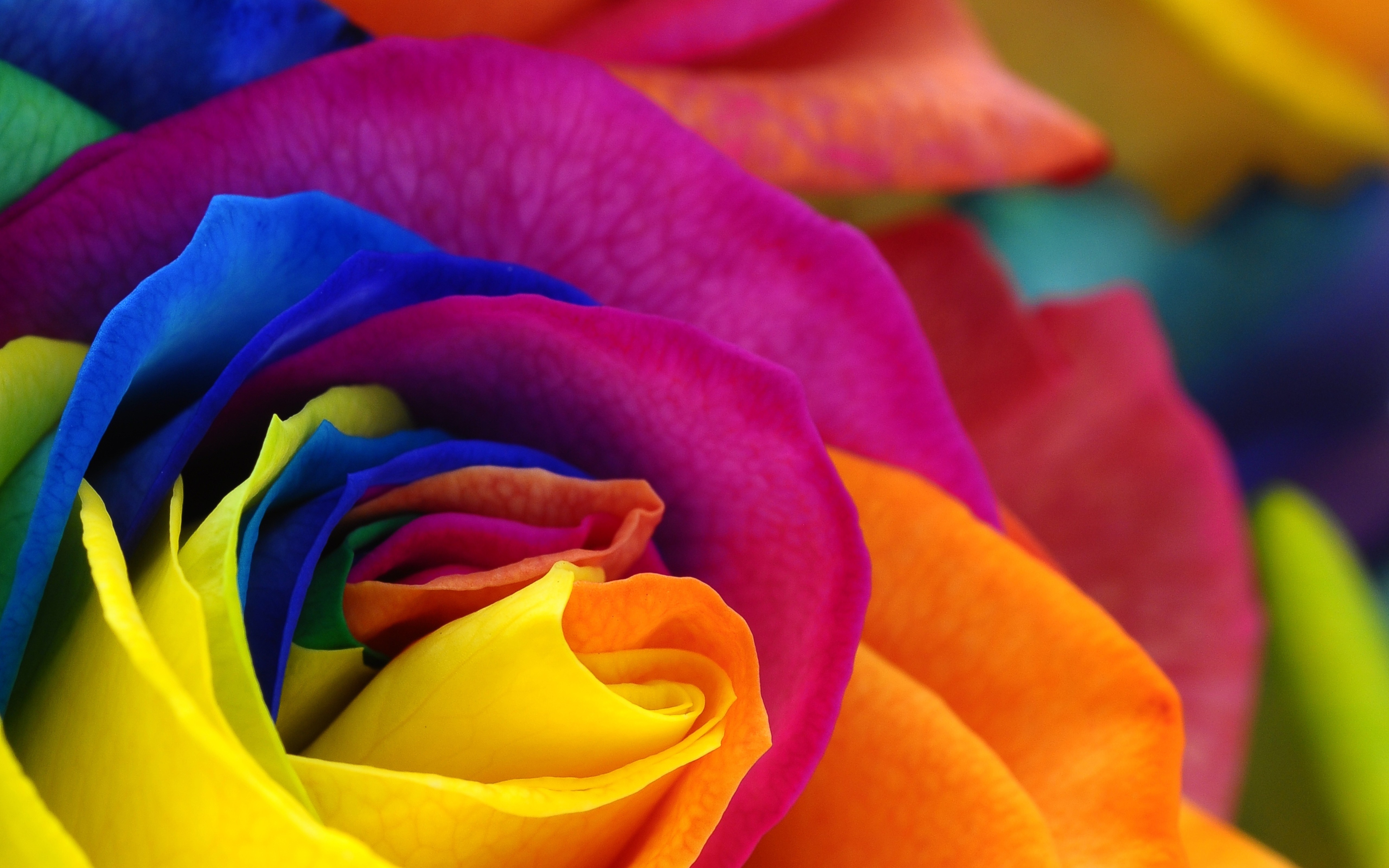 Free download wallpaper Rainbow, Rose, Close Up, Colors, Colorful, Artistic on your PC desktop