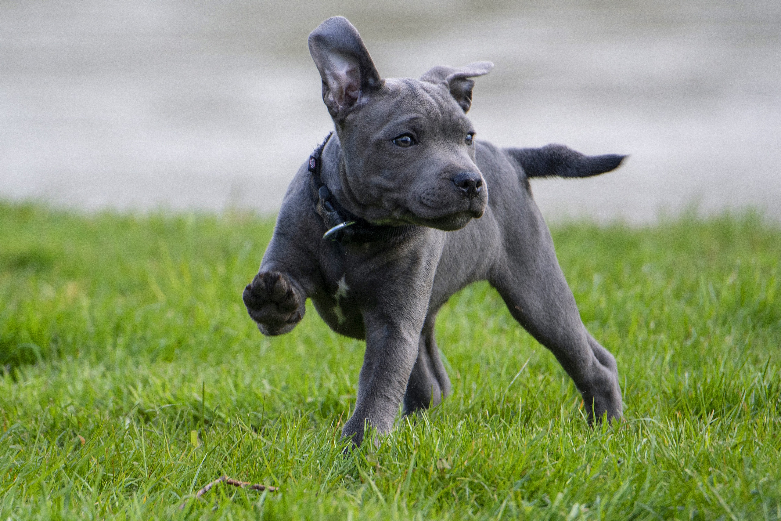 494171 Salvapantallas y fondos de pantalla Staffordshire Bull Terrier en tu teléfono. Descarga imágenes de  gratis