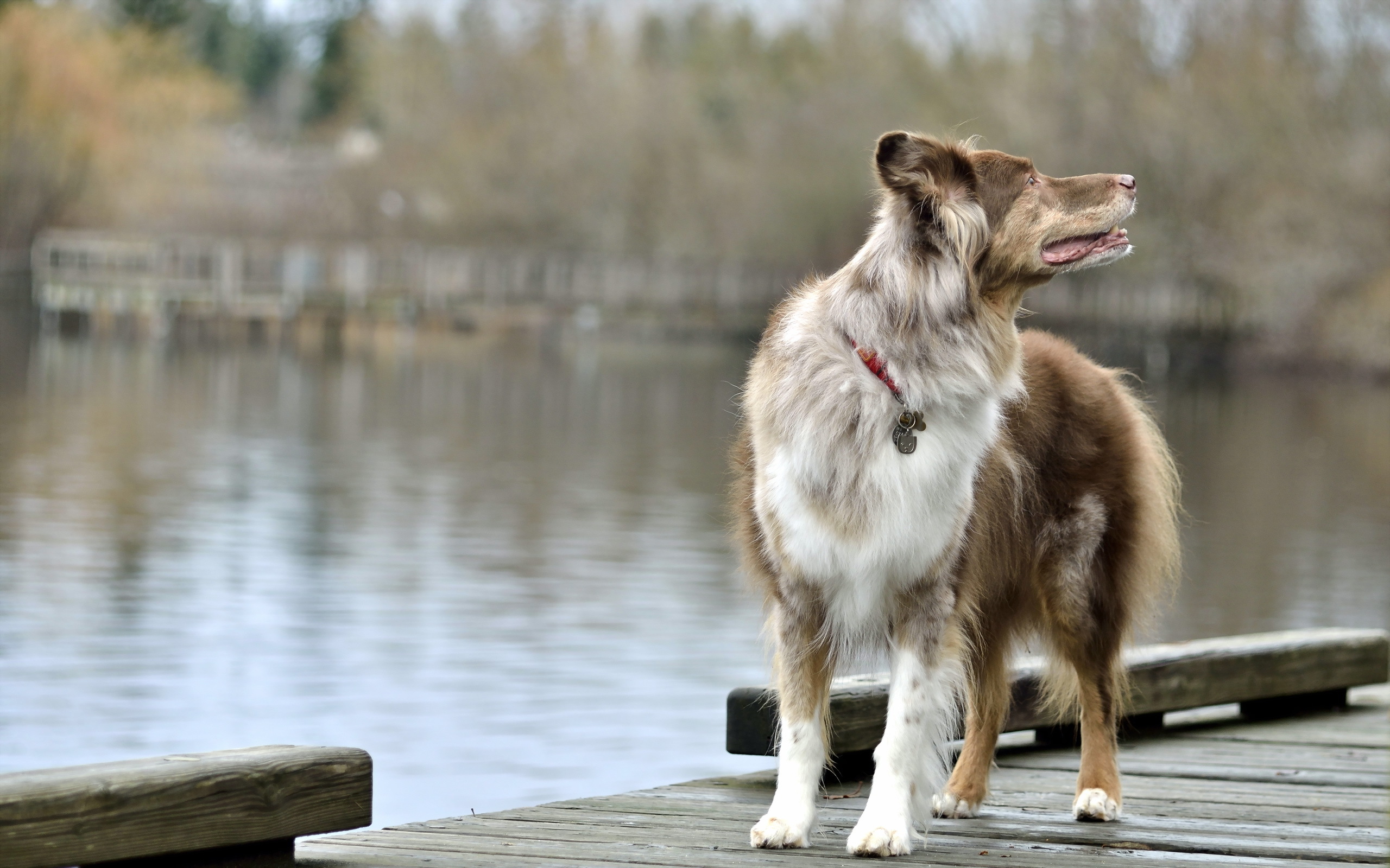 Handy-Wallpaper Hunde, Hund, Tiere kostenlos herunterladen.