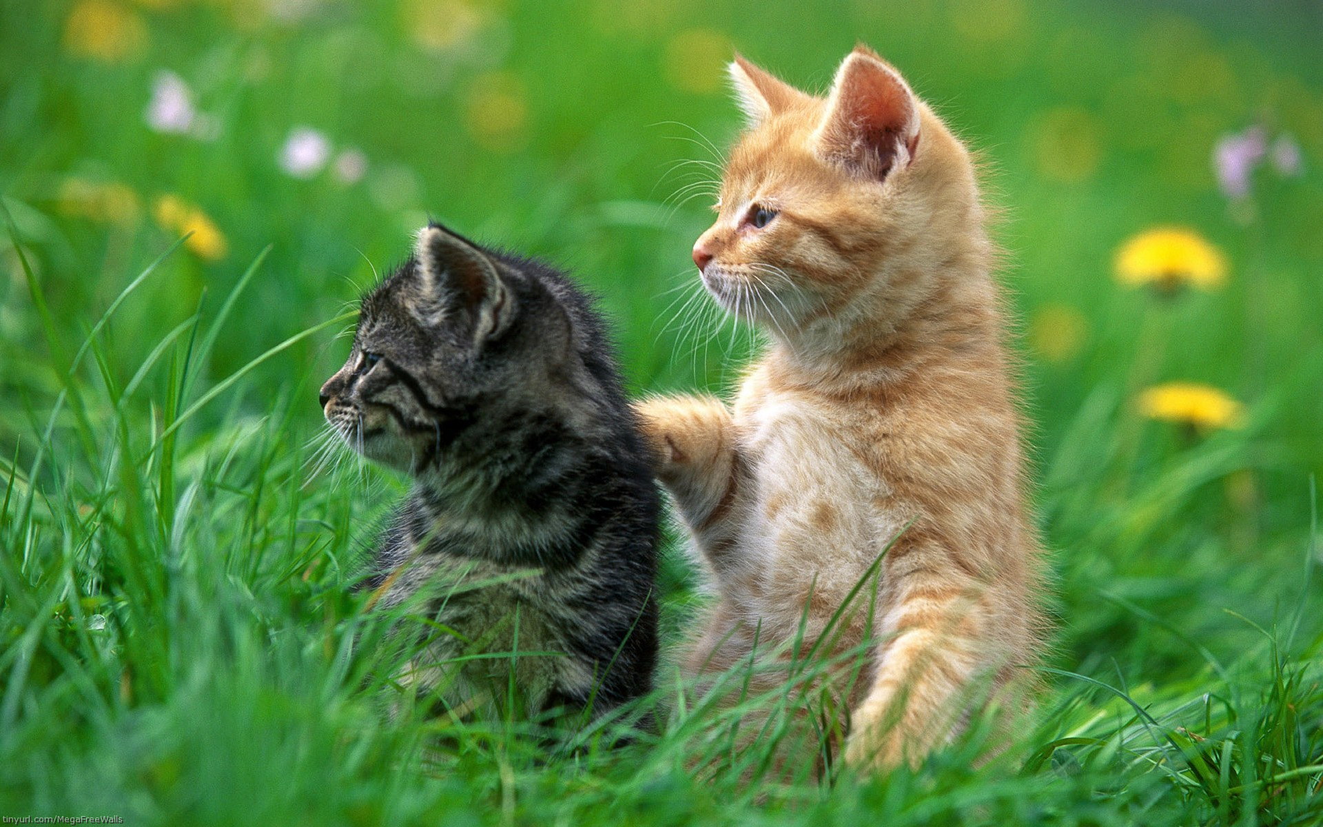 Download mobile wallpaper Grass, Cat, Kitten, Animal, Cute for free.