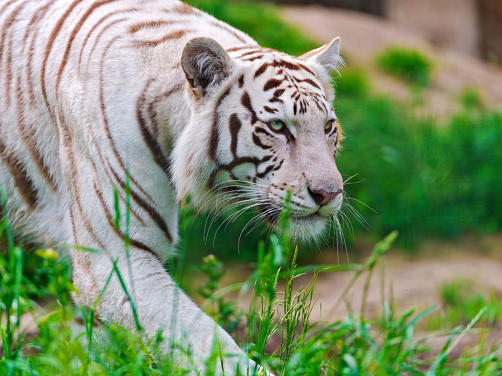 Baixar papel de parede para celular de Animais, Gatos, Tigre Branco gratuito.