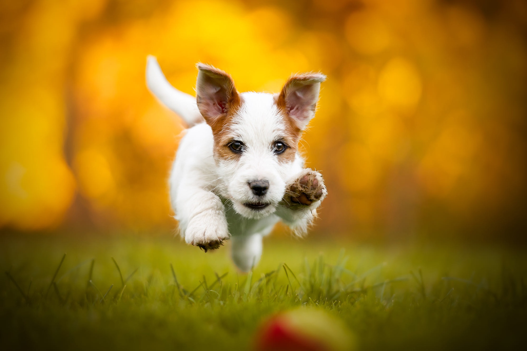 Download mobile wallpaper Dogs, Dog, Animal, Puppy, Jack Russell Terrier, Baby Animal for free.