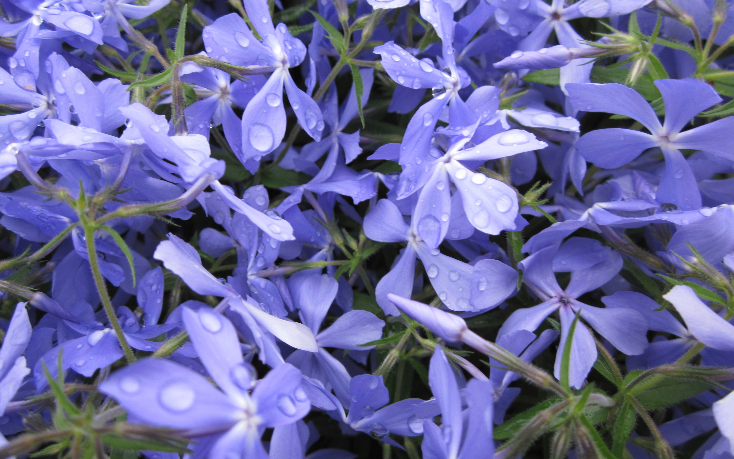 Téléchargez gratuitement l'image Fleurs, Fleur, Terre/nature sur le bureau de votre PC