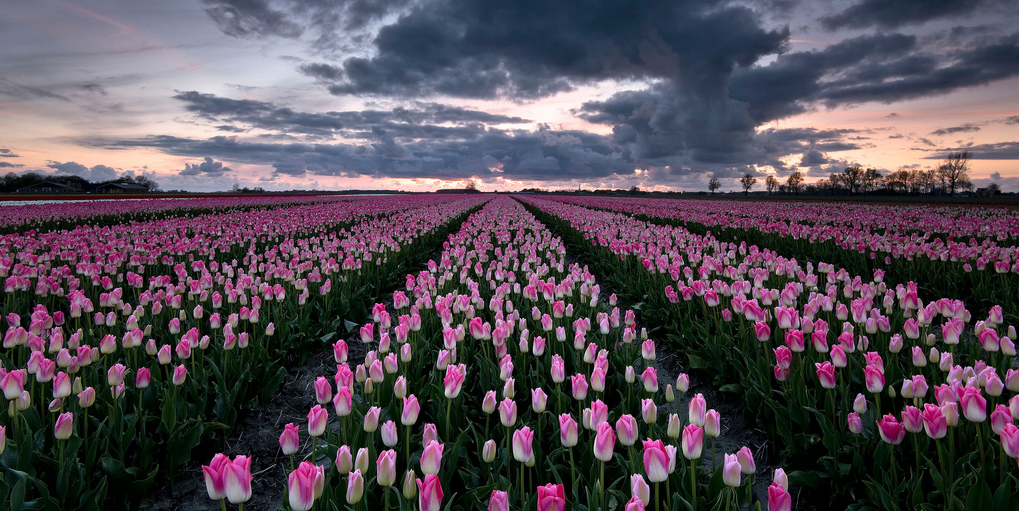 Download mobile wallpaper Flowers, Sky, Flower, Earth, Field, Cloud, Tulip, Pink Flower for free.