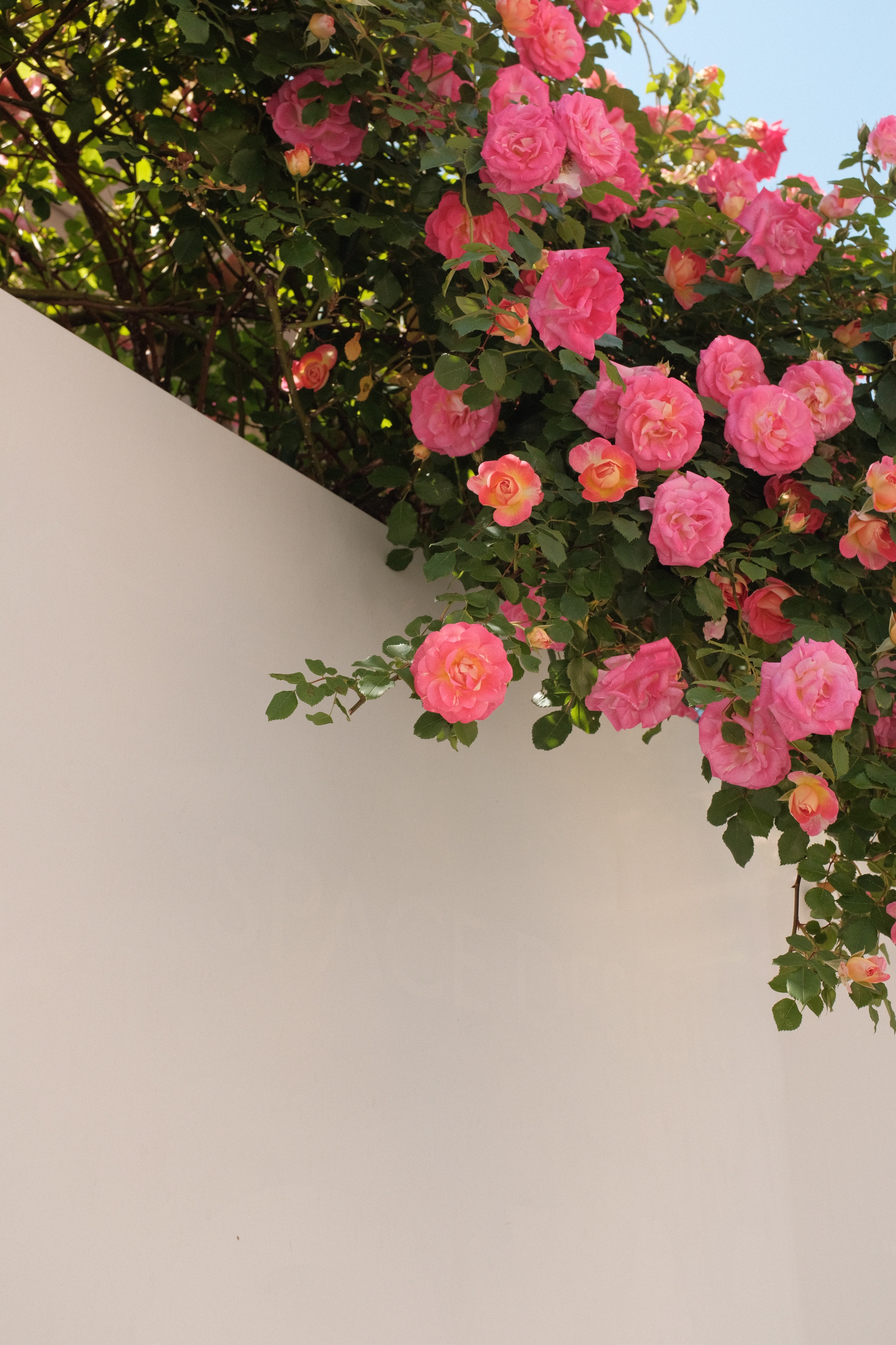 57603 скачать картинку цветение, розы, цветы, кусты, стена - обои и заставки бесплатно