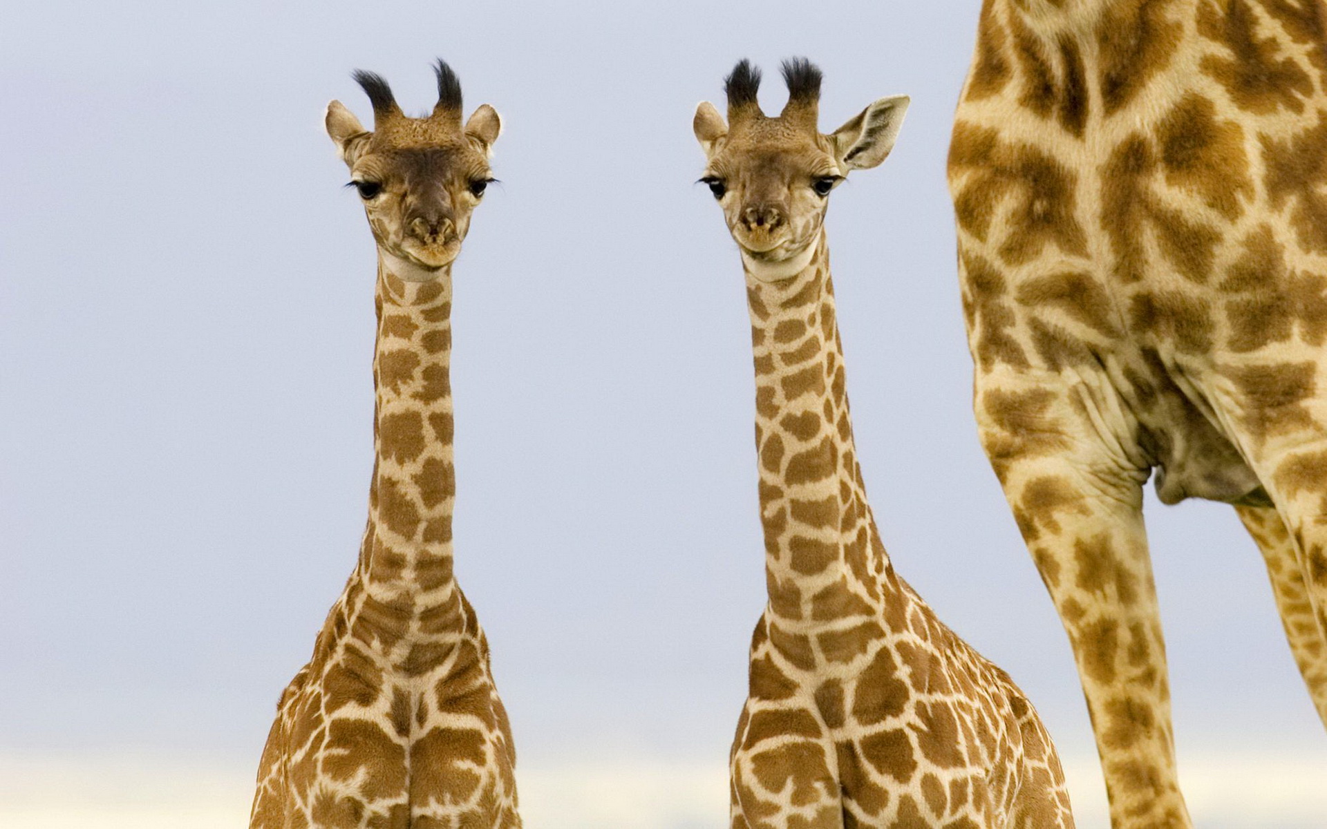 Laden Sie das Tiere, Giraffe-Bild kostenlos auf Ihren PC-Desktop herunter