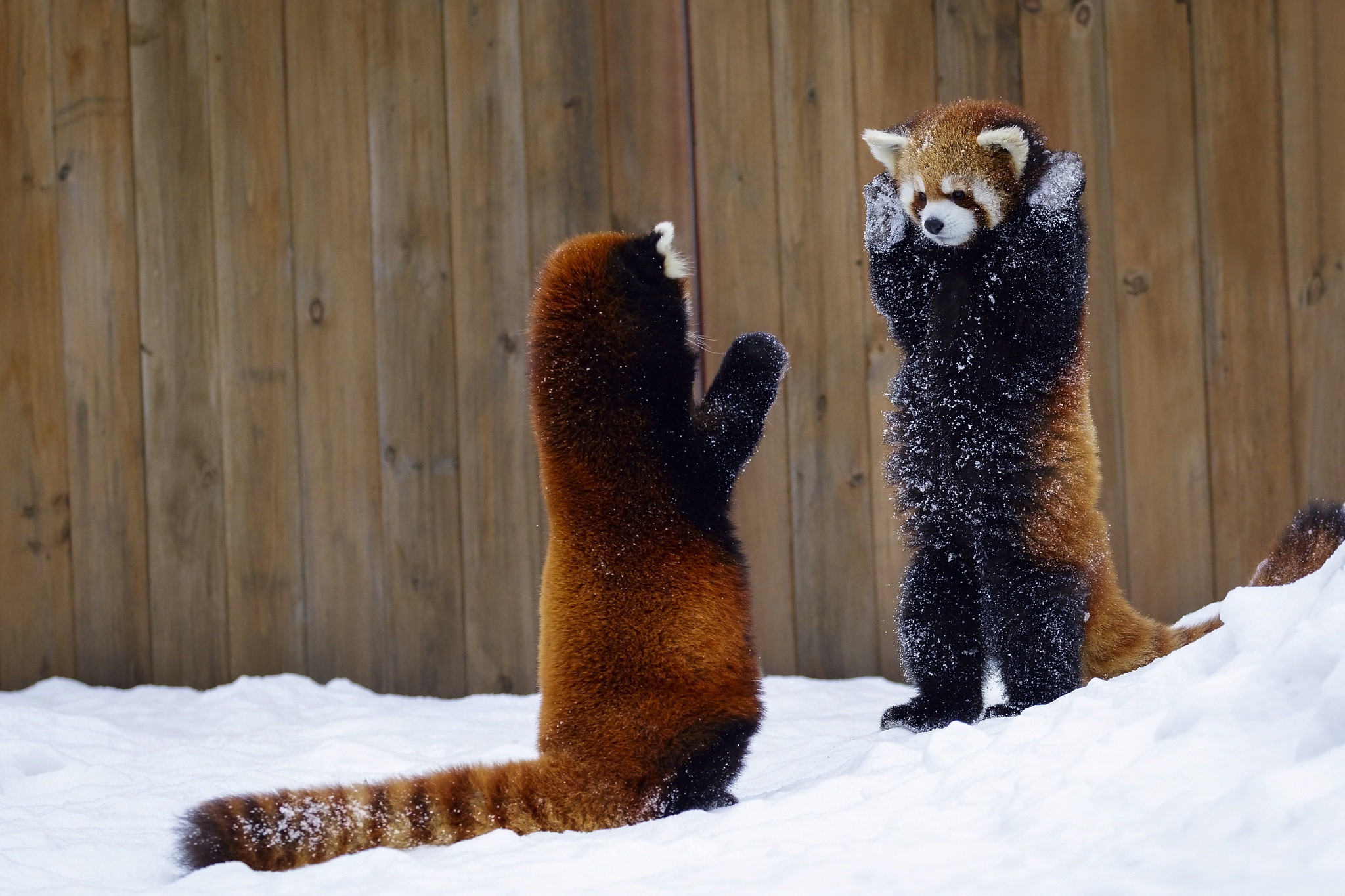 781720 descargar imagen panda rojo, animales, nieve, invierno: fondos de pantalla y protectores de pantalla gratis
