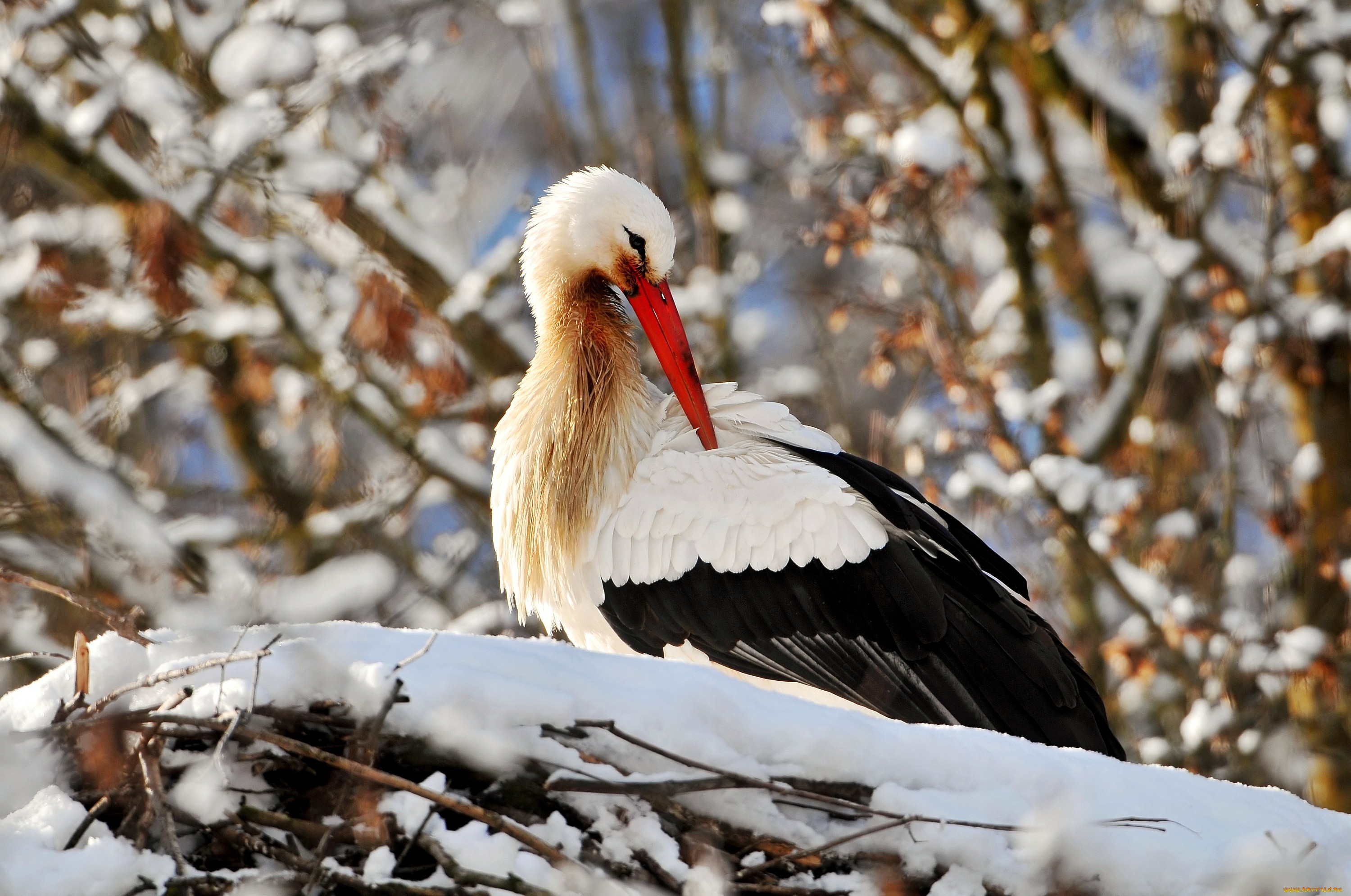 Descarga gratis la imagen Animales, Aves, Cigüeña Blanca en el escritorio de tu PC