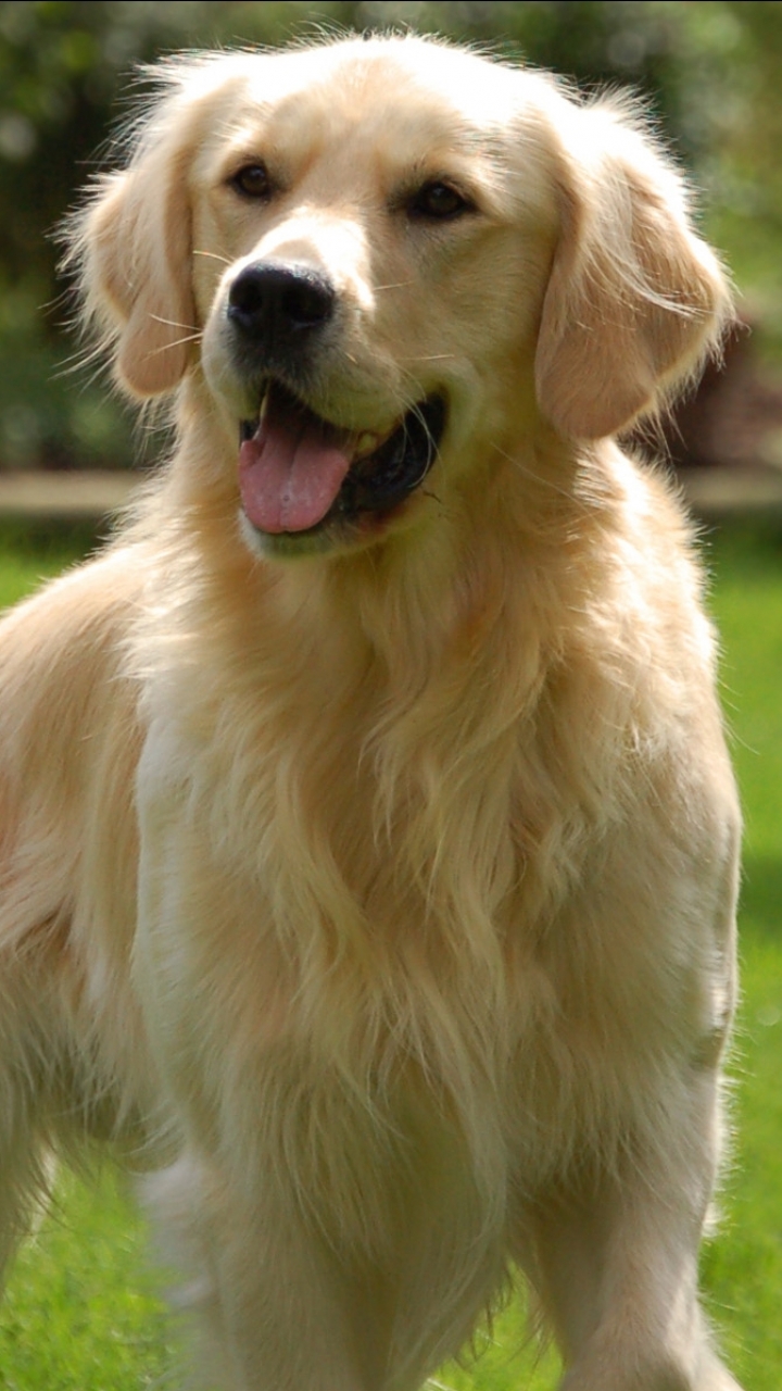 Download mobile wallpaper Dogs, Animal, Golden Retriever for free.