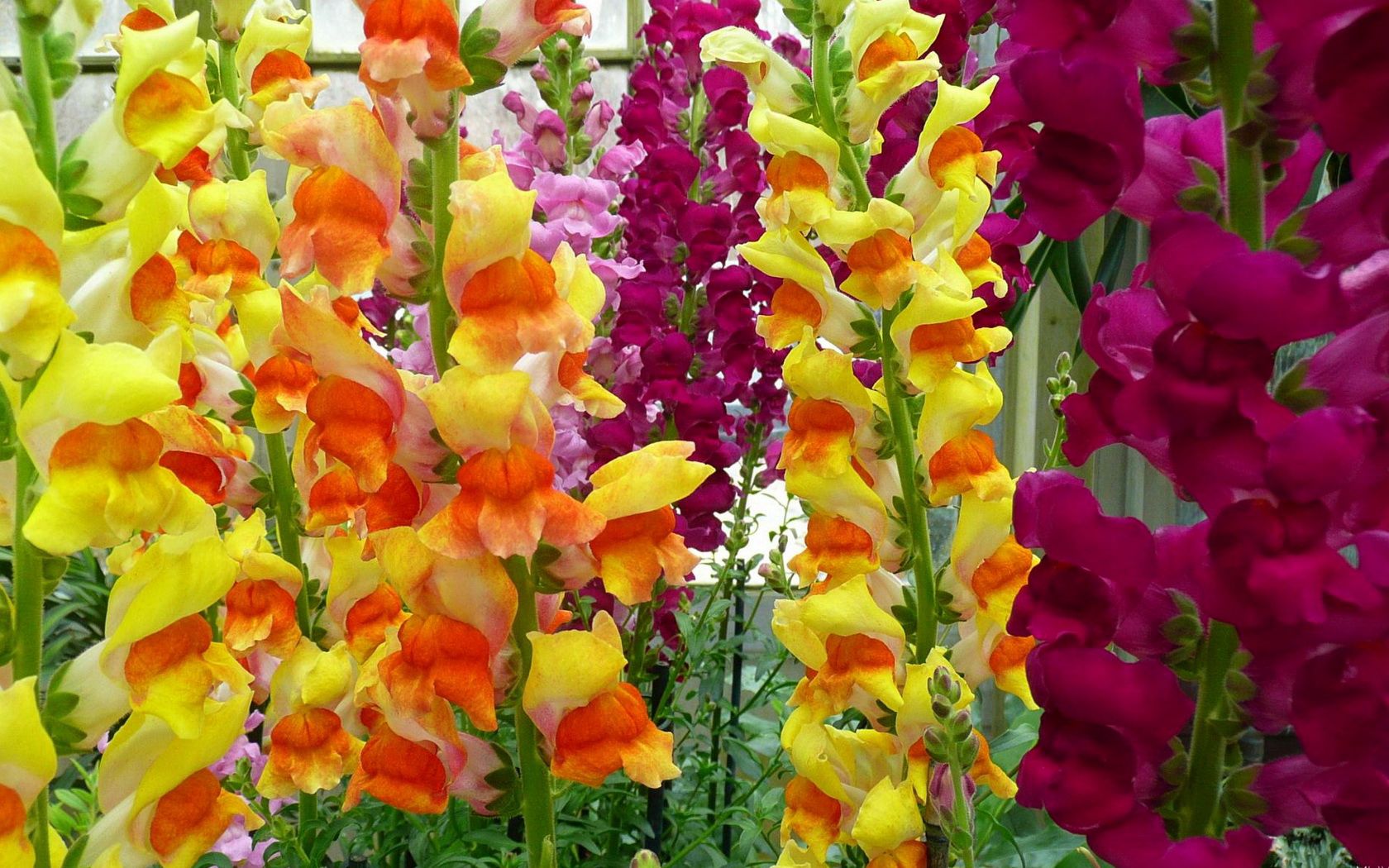 61036 descargar fondo de pantalla jardín, flores, brillante, verduras, gladiolo, multicolor: protectores de pantalla e imágenes gratis