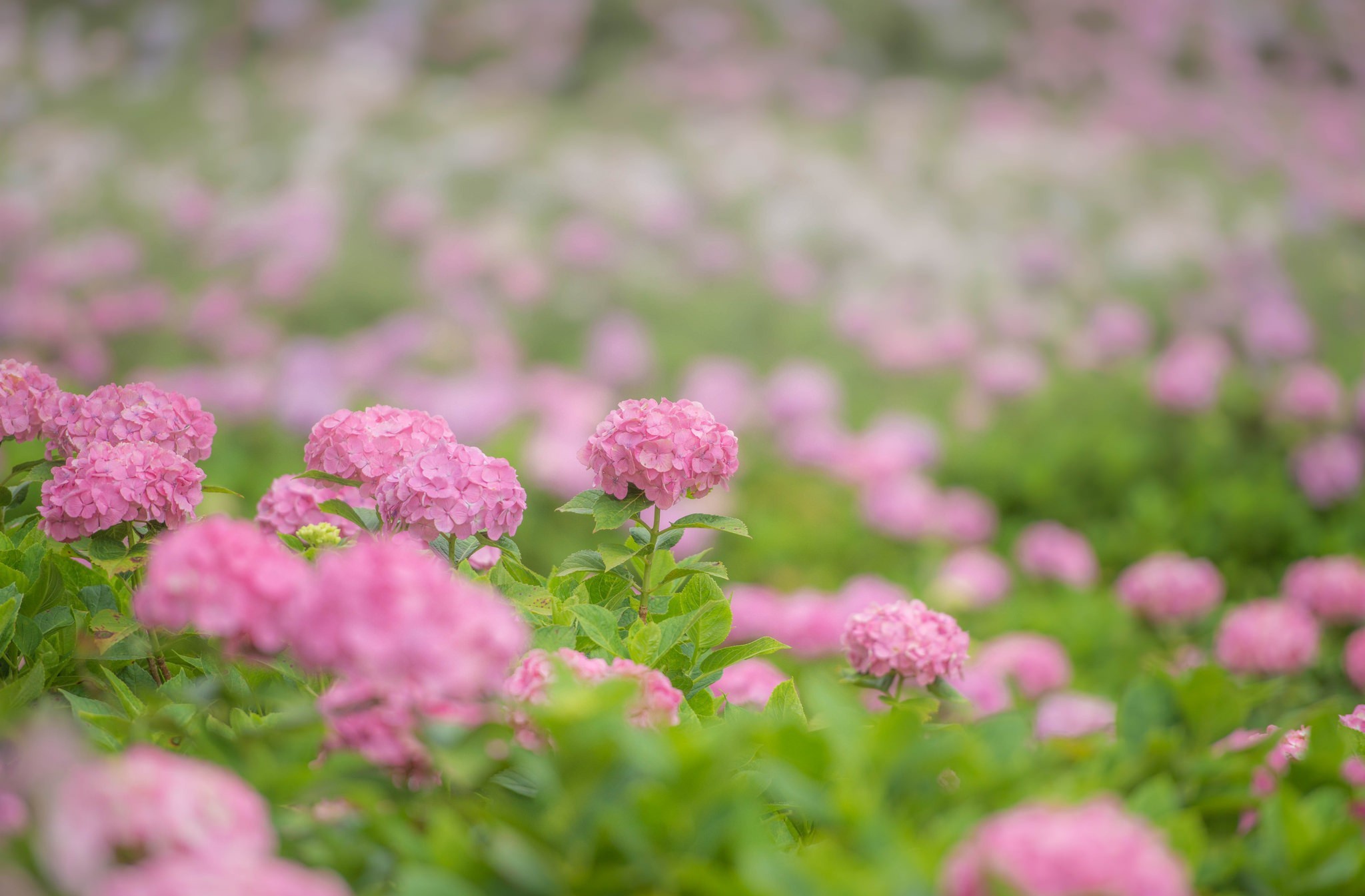 Download mobile wallpaper Flowers, Flower, Blur, Earth, Hydrangea, Pink Flower for free.