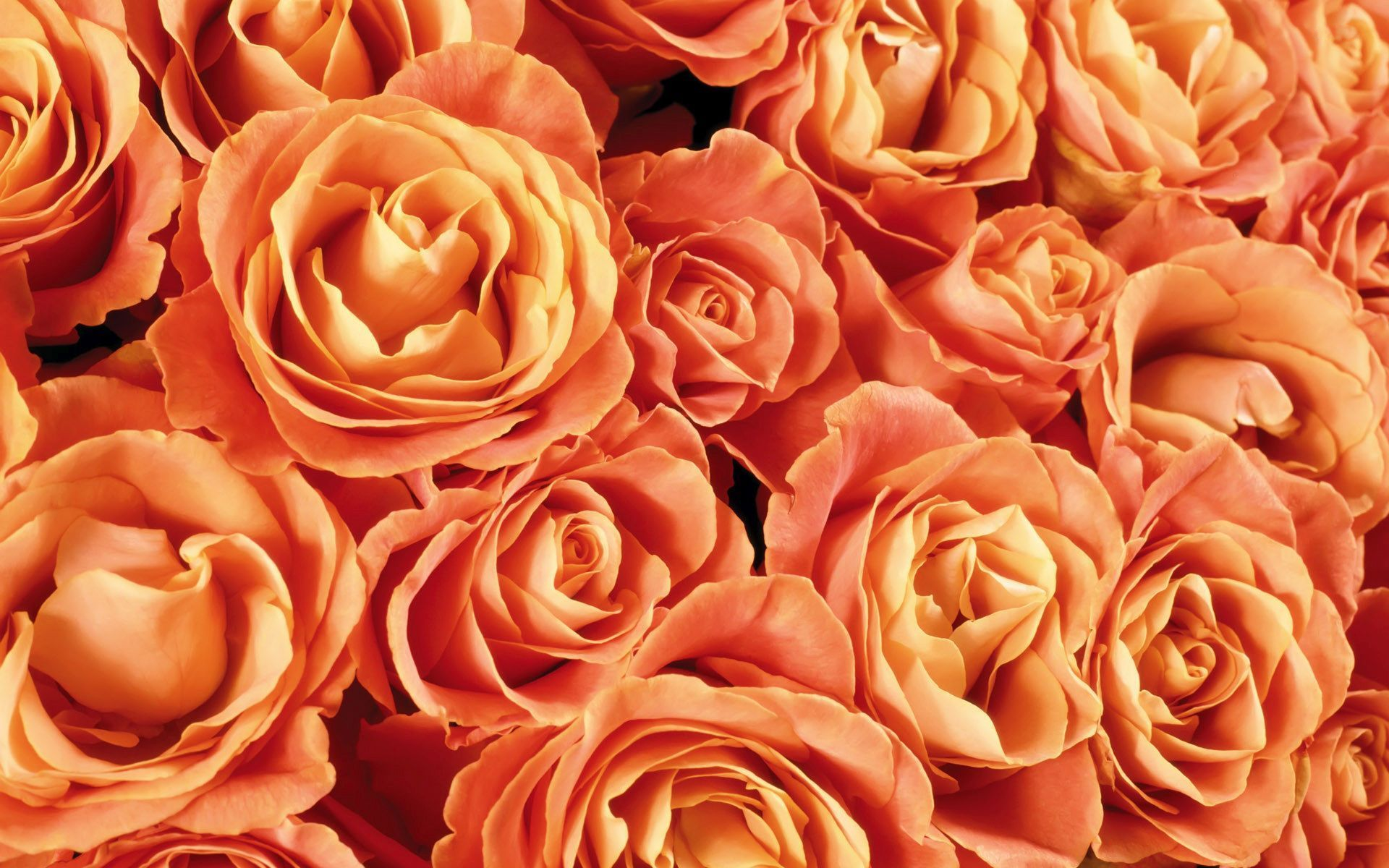 Скачать обои бесплатно Цветок, Роза, Земля/природа, Оранжевый Цветок, Флауэрсы картинка на рабочий стол ПК