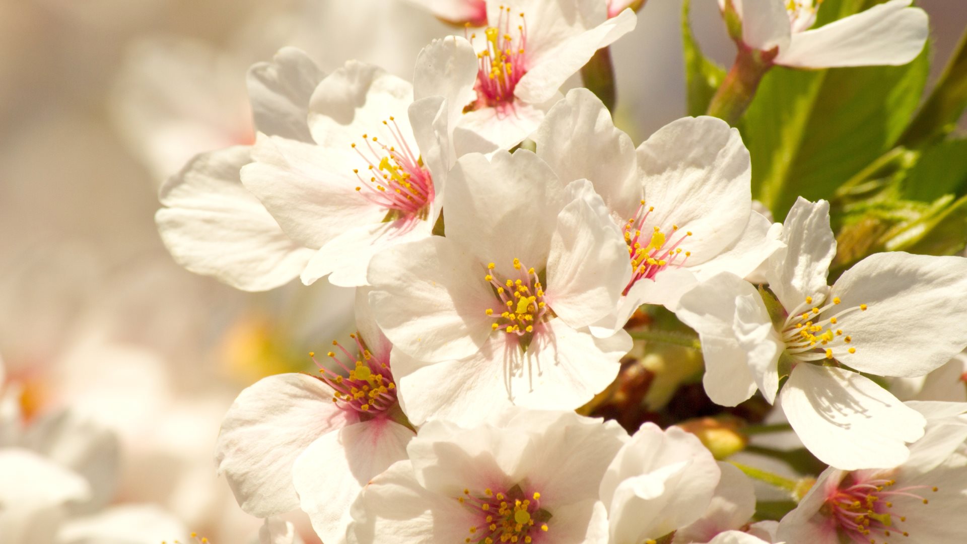 Descarga gratuita de fondo de pantalla para móvil de Flores, Flor, Florecer, Flor Blanca, Tierra/naturaleza.