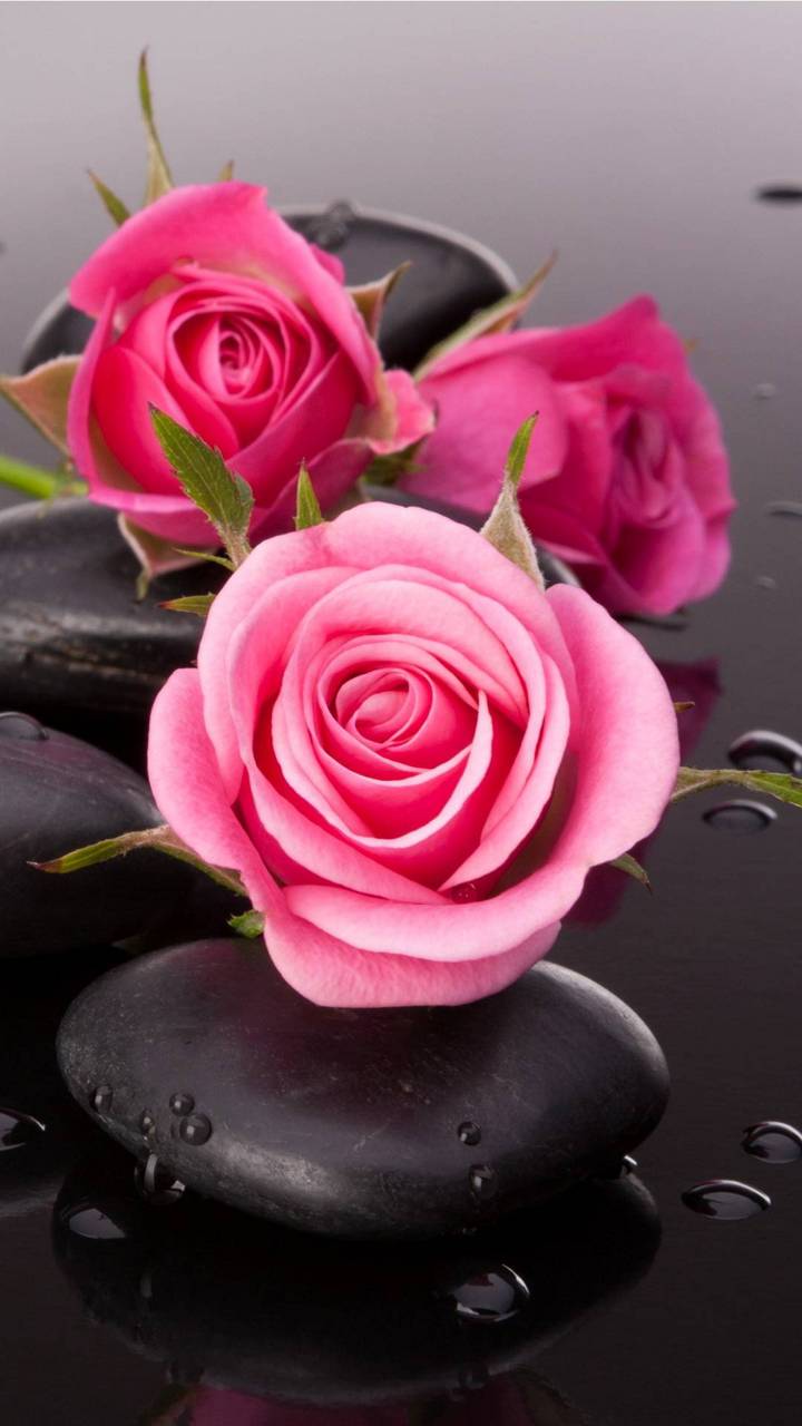Download mobile wallpaper Flowers, Rose, Earth, Stone, Pink Flower, Pink Rose for free.