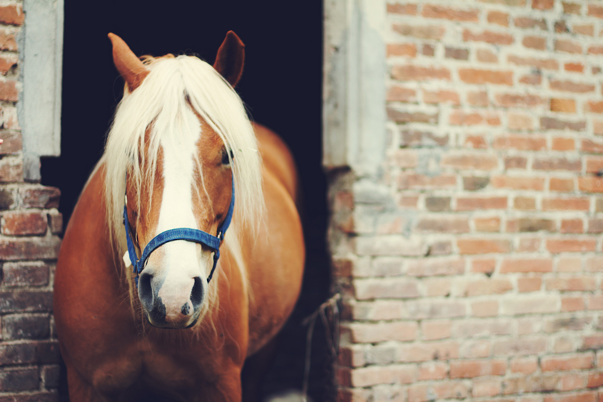 無料モバイル壁紙動物, 馬, 見詰めるをダウンロードします。