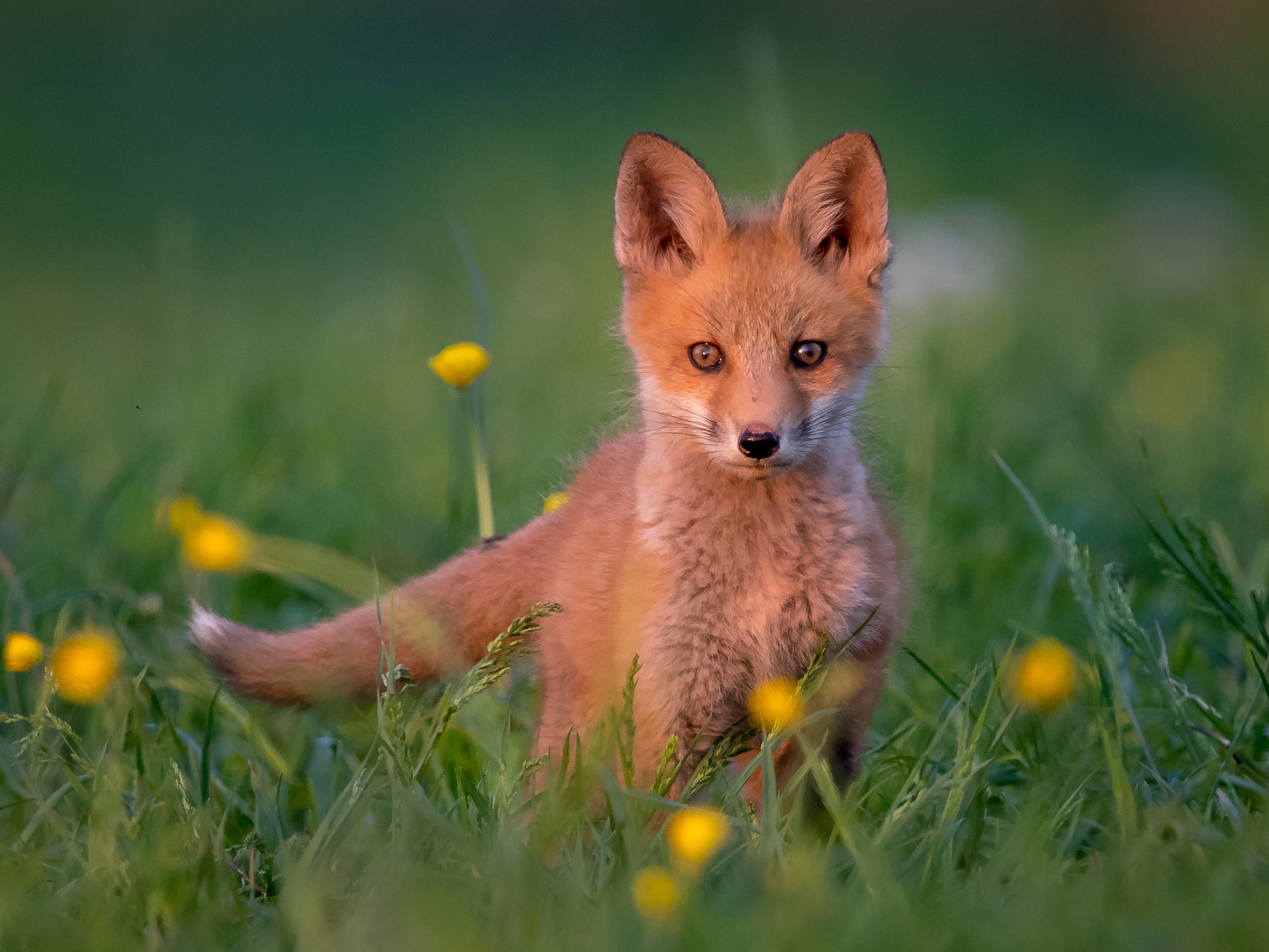 PCデスクトップに動物, 狐, 赤ちゃん動物, カブ画像を無料でダウンロード