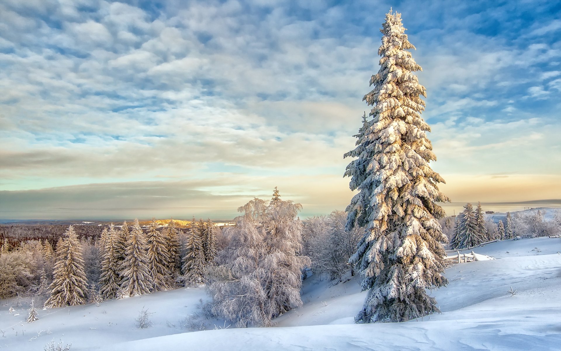 Download mobile wallpaper Winter, Snow, Forest, Tree, Earth for free.