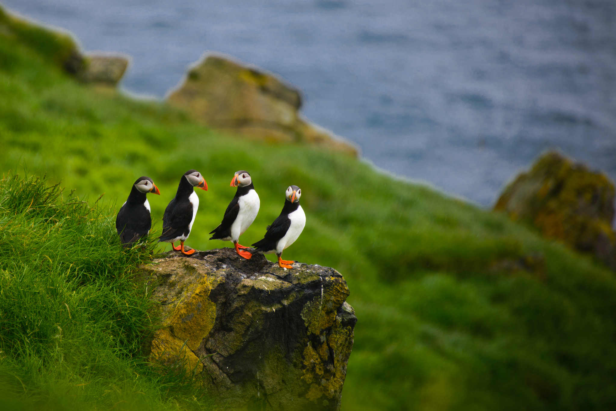 Download mobile wallpaper Birds, Bird, Animal, Cute, Puffin for free.