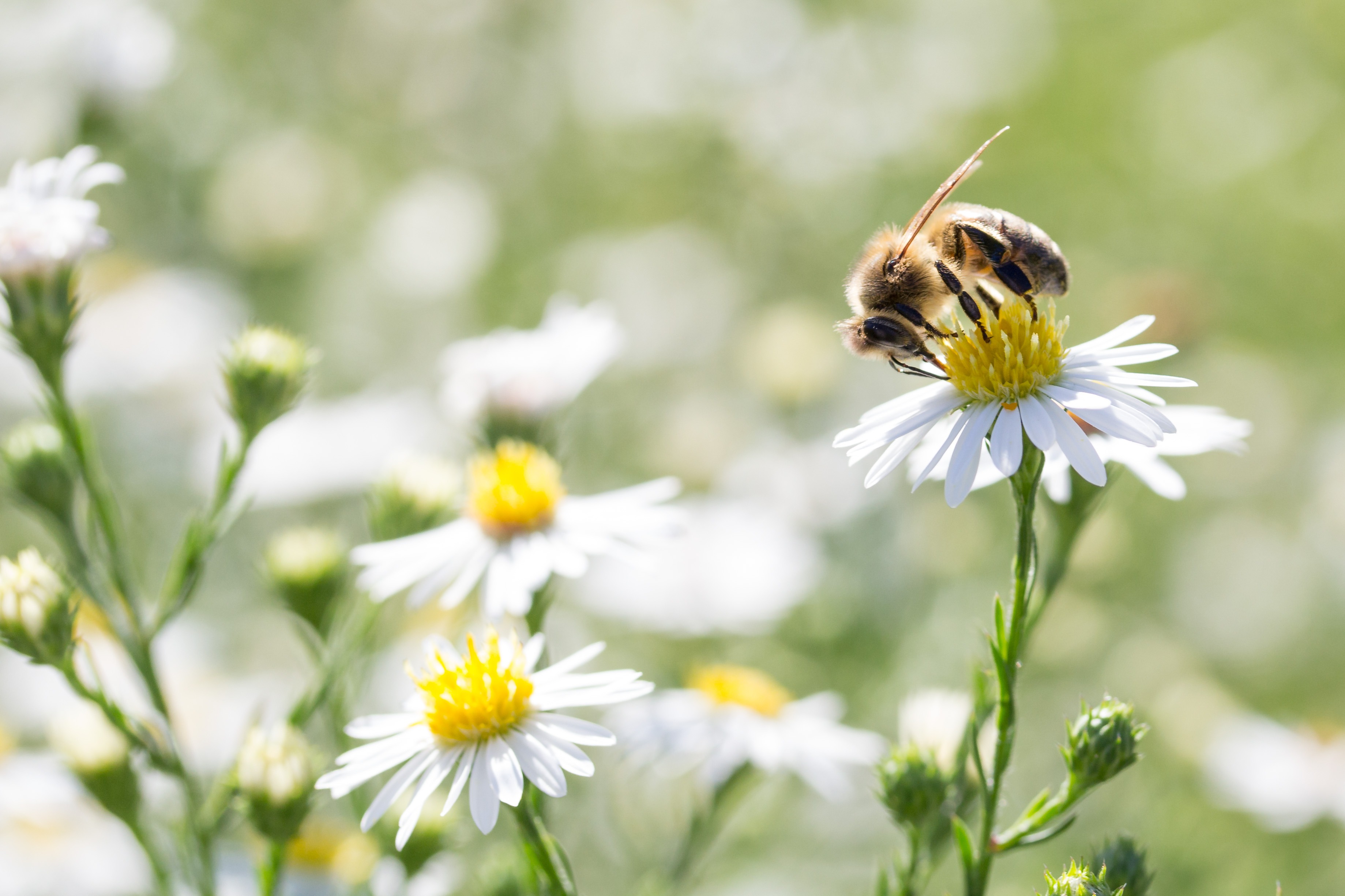 Laden Sie das Tiere, Insekten, Blume, Insekt, Biene, Verwischen, Weiße Blume-Bild kostenlos auf Ihren PC-Desktop herunter