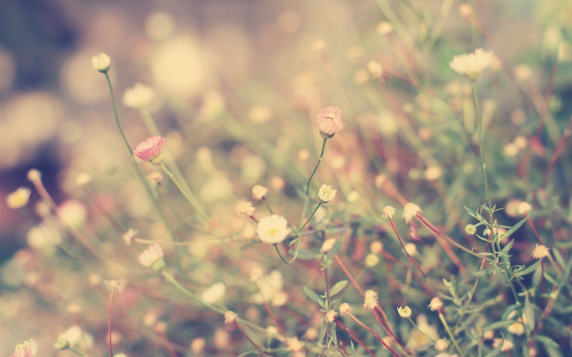 Laden Sie das Grass, Makro, Licht, Polyana, Blumen, Scheinen, Glade, Hintergrund-Bild kostenlos auf Ihren PC-Desktop herunter