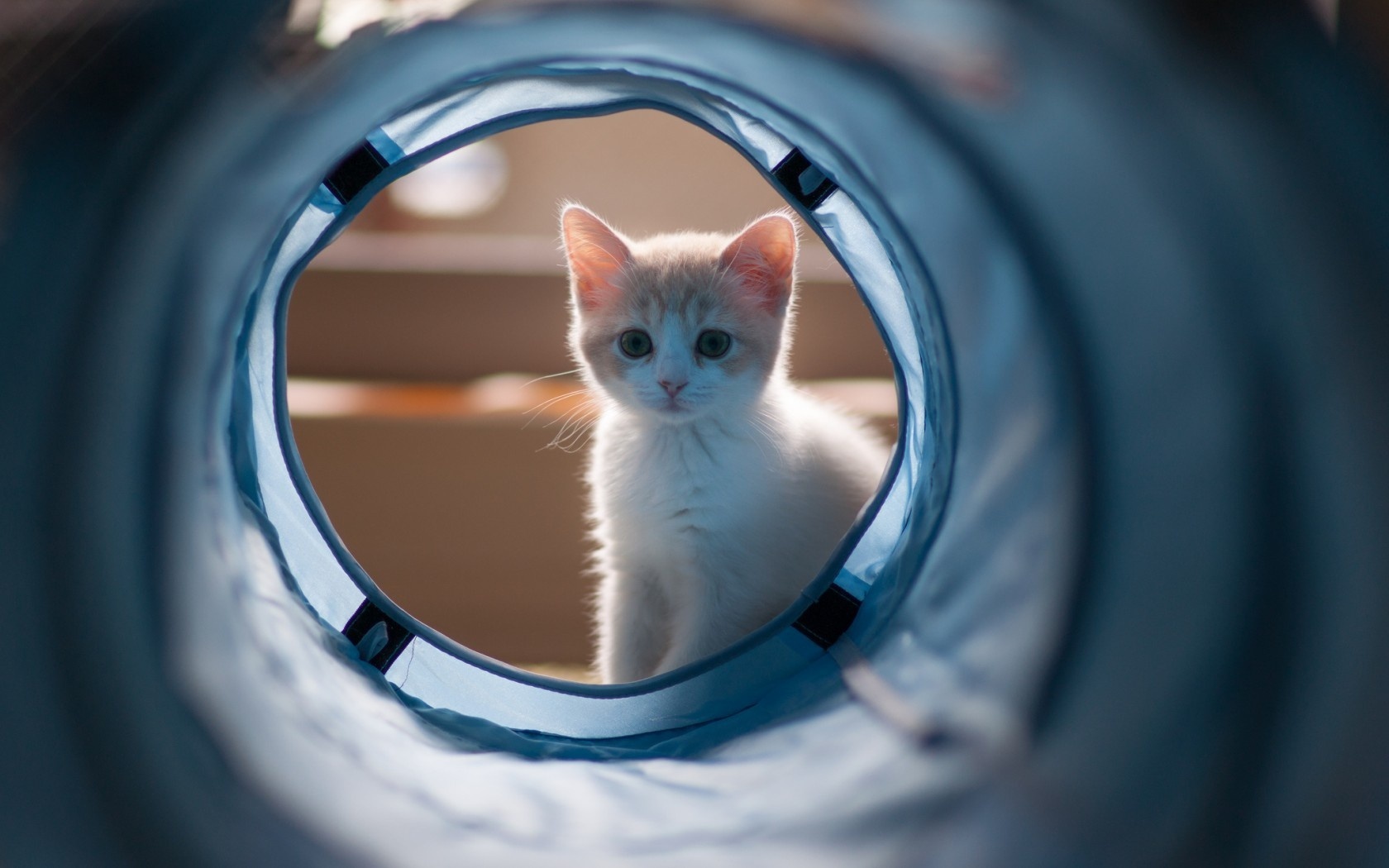 Baixe gratuitamente a imagem Animais, Gatos, Gato, Gatinho na área de trabalho do seu PC