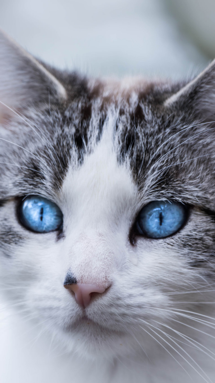 Handy-Wallpaper Tiere, Katzen, Katze, Nahansicht, Kopf, Blaue Augen kostenlos herunterladen.
