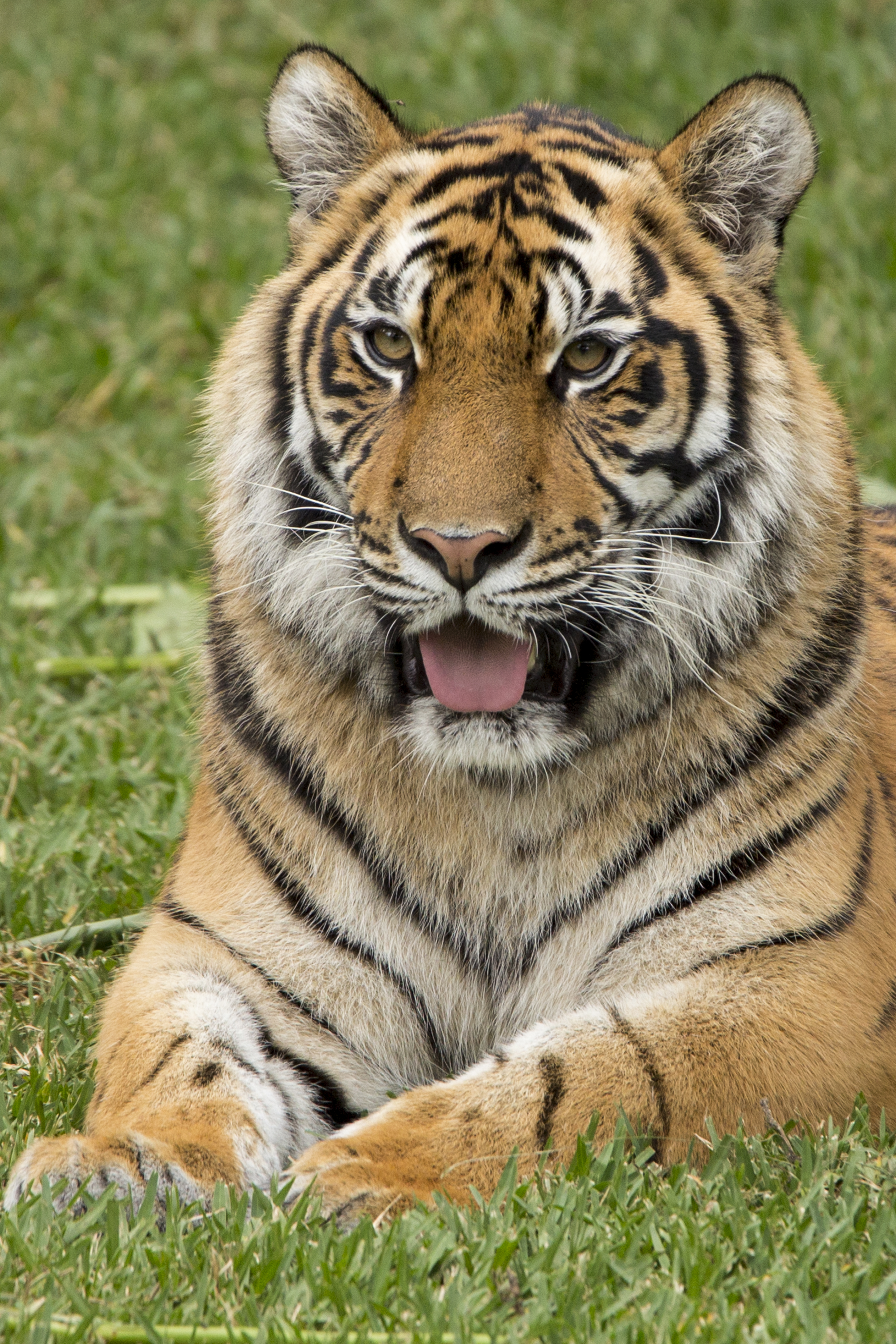 tongue stuck out, animals, funny, predator, tiger, protruding tongue