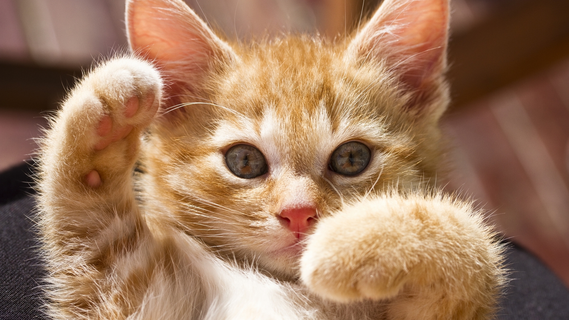 Download mobile wallpaper Cat, Animal for free.