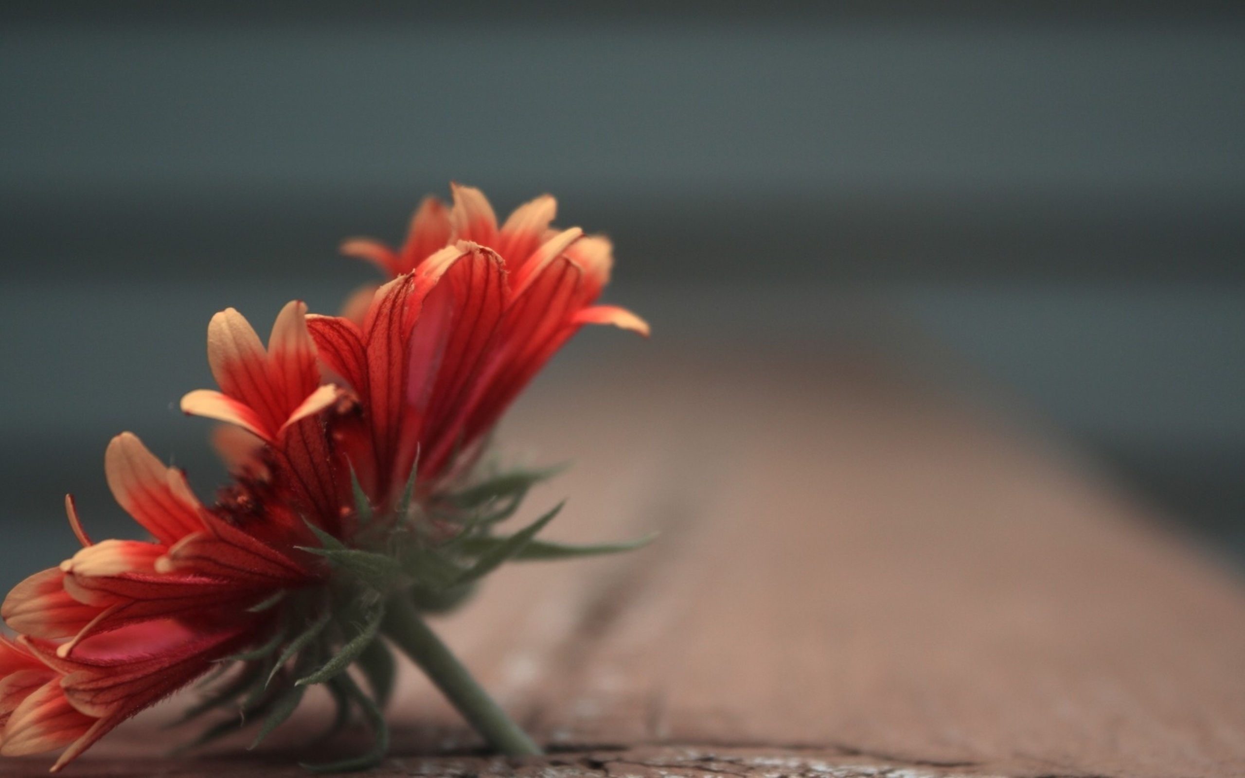 Laden Sie das Blumen, Gerbera, Erde/natur-Bild kostenlos auf Ihren PC-Desktop herunter