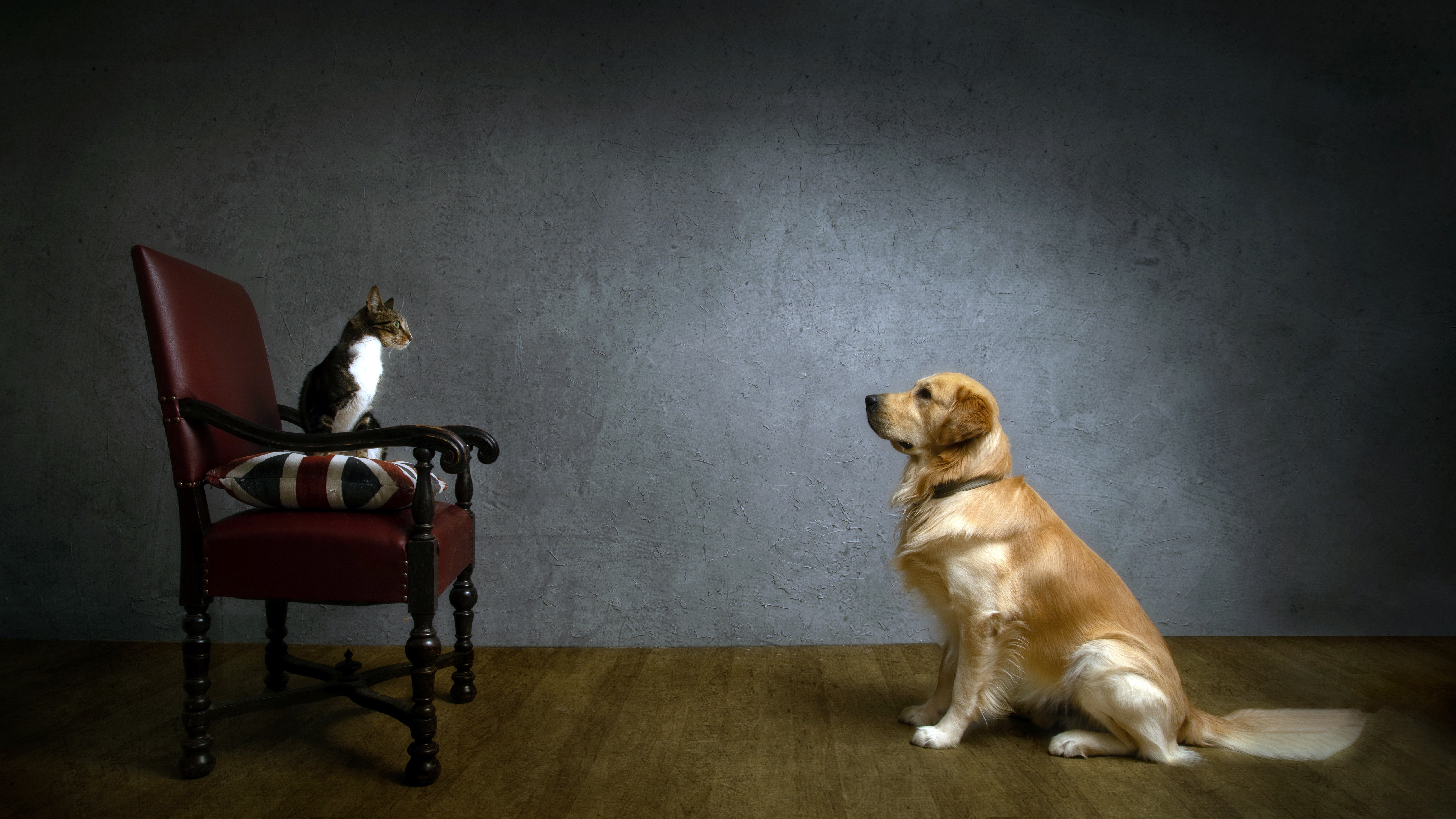 Download mobile wallpaper Cat, Chair, Dog, Animal, Golden Retriever, Cat & Dog for free.