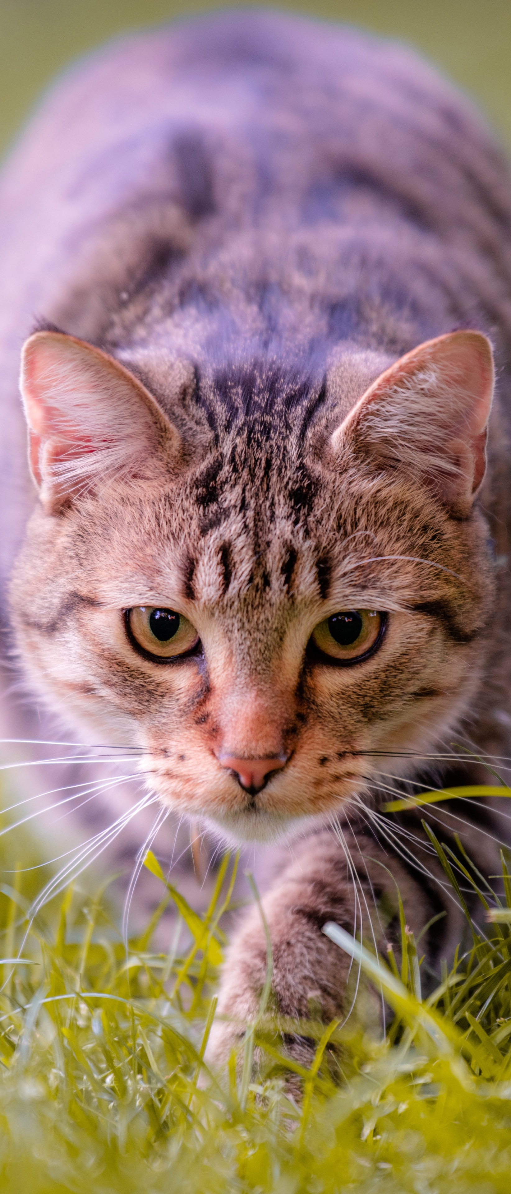 Download mobile wallpaper Cats, Cat, Animal, Stare for free.