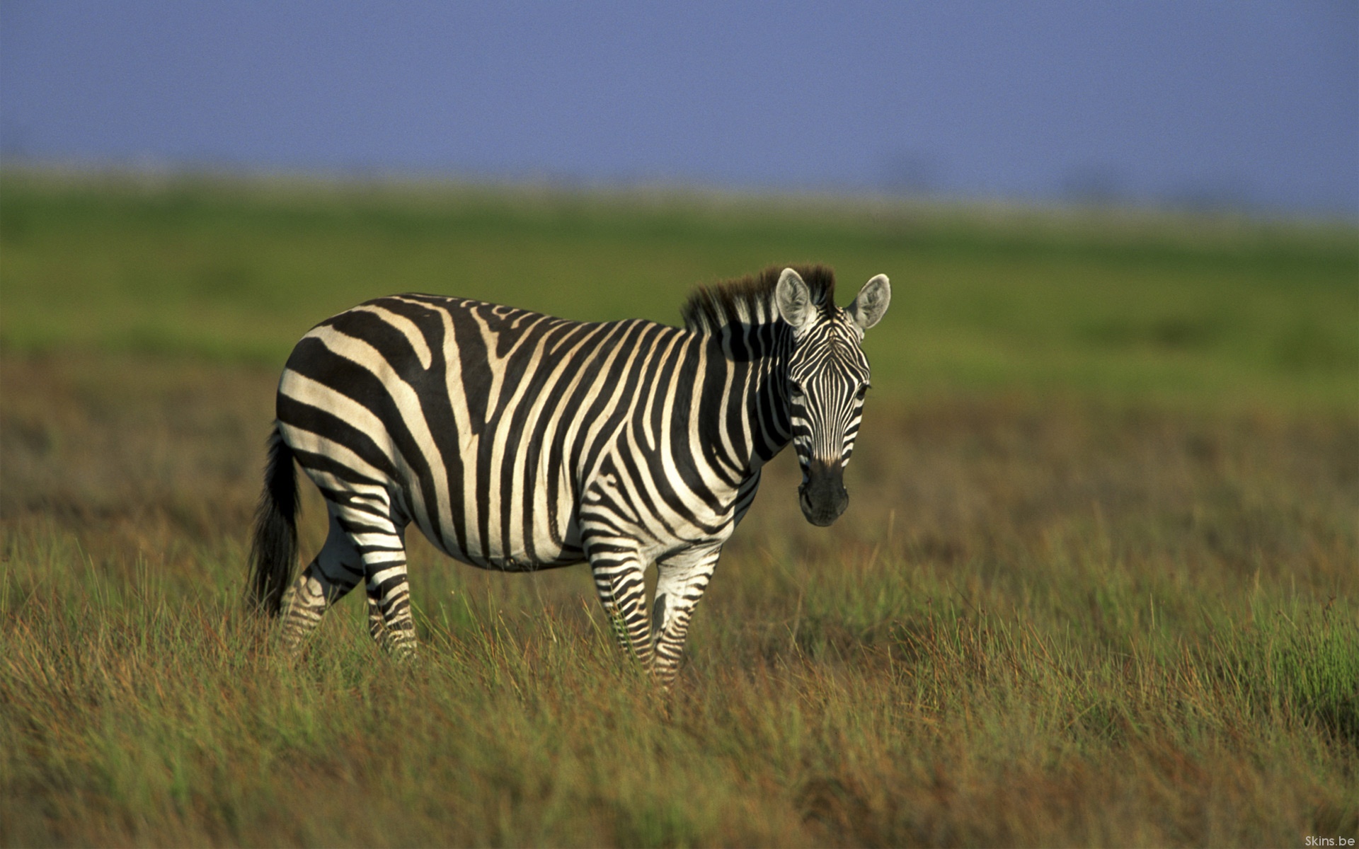 Download mobile wallpaper Zebra, Animal for free.