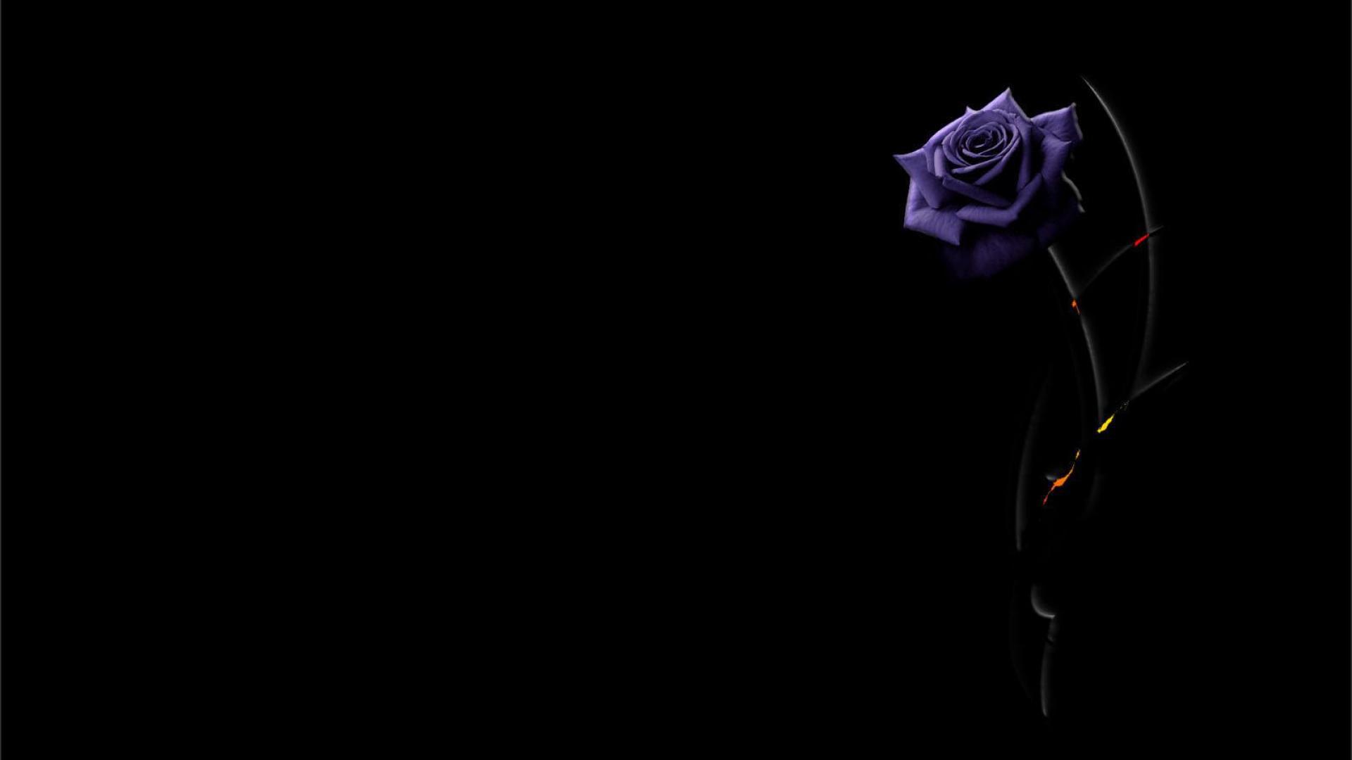 Скачать обои бесплатно Цветок, Роза, Чёрный, Фиолетовый Цветок, Художественные, Флауэрсы картинка на рабочий стол ПК